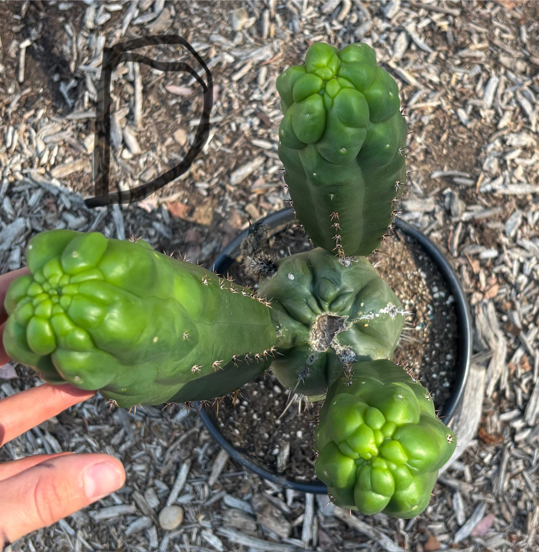 #EC165 EXACT Trichocereus Pachanoi Monstrose TPM Cactus-Cactus - Large - Exact-The Succulent Source