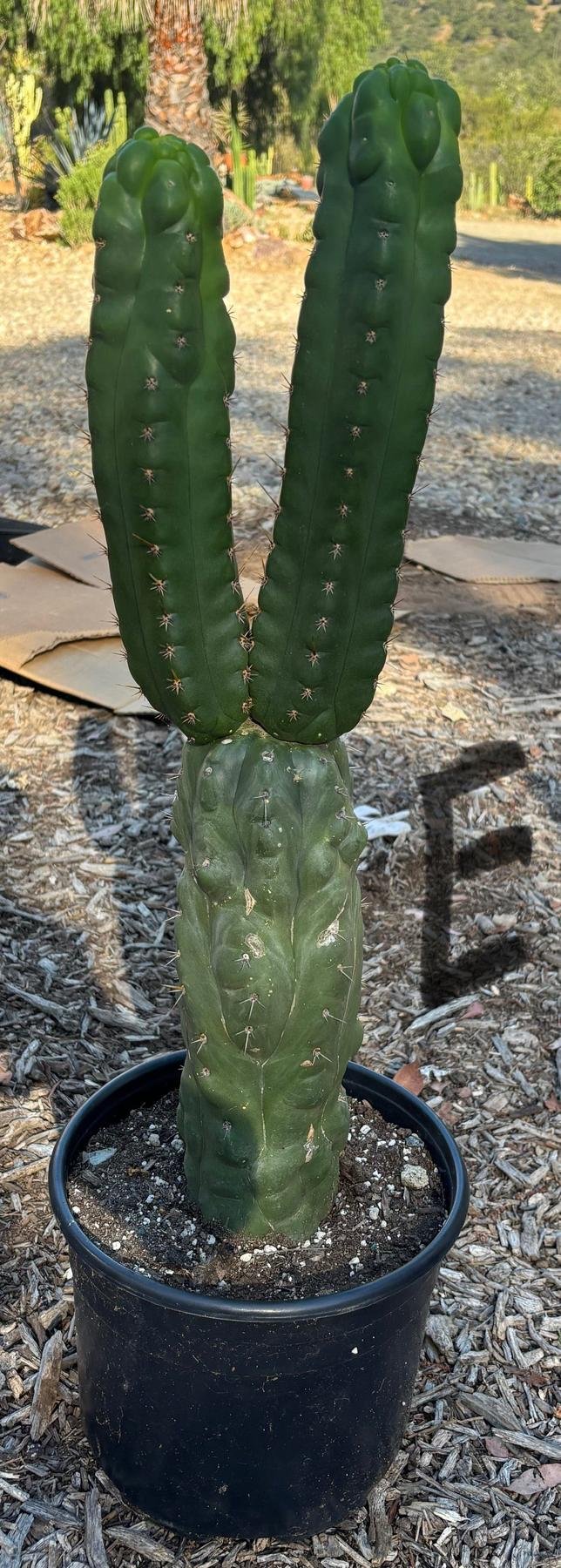 #EC165 EXACT Trichocereus Pachanoi Monstrose TPM Cactus-Cactus - Large - Exact-The Succulent Source