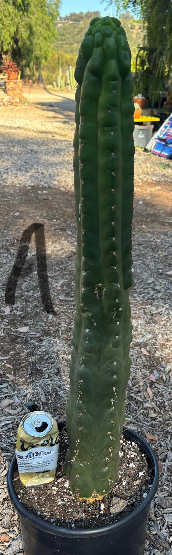 #EC165 EXACT Trichocereus Pachanoi Monstrose TPM Cactus-Cactus - Large - Exact-The Succulent Source