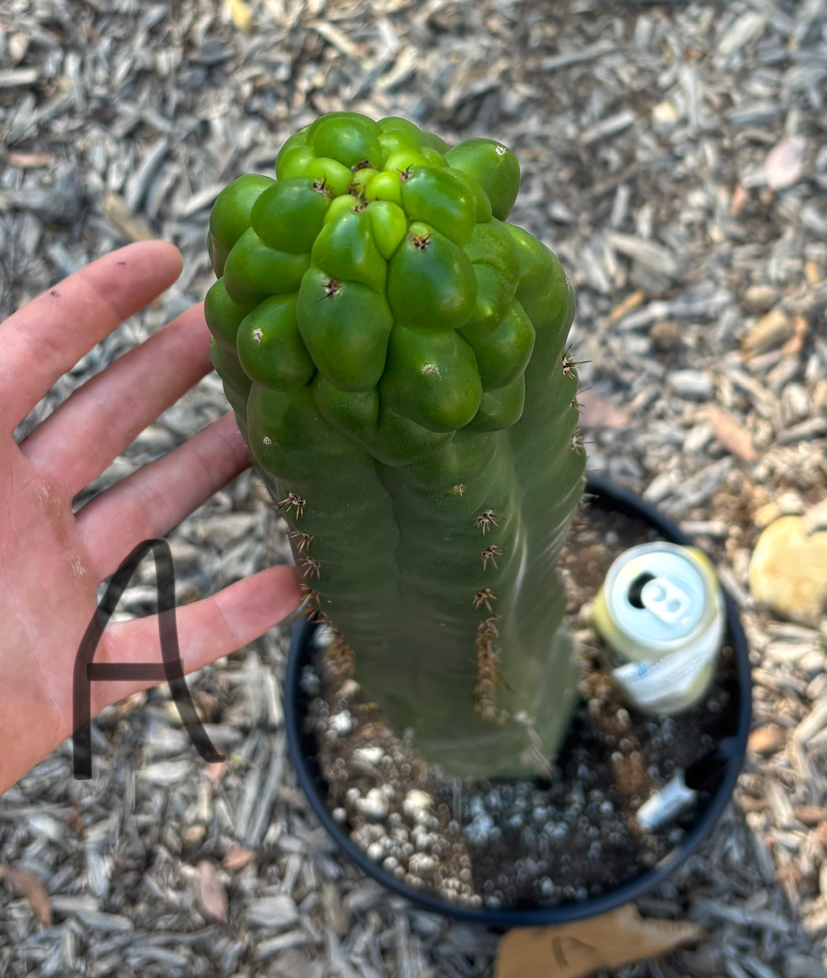 #EC165 EXACT Trichocereus Pachanoi Monstrose TPM Cactus-Cactus - Large - Exact-The Succulent Source