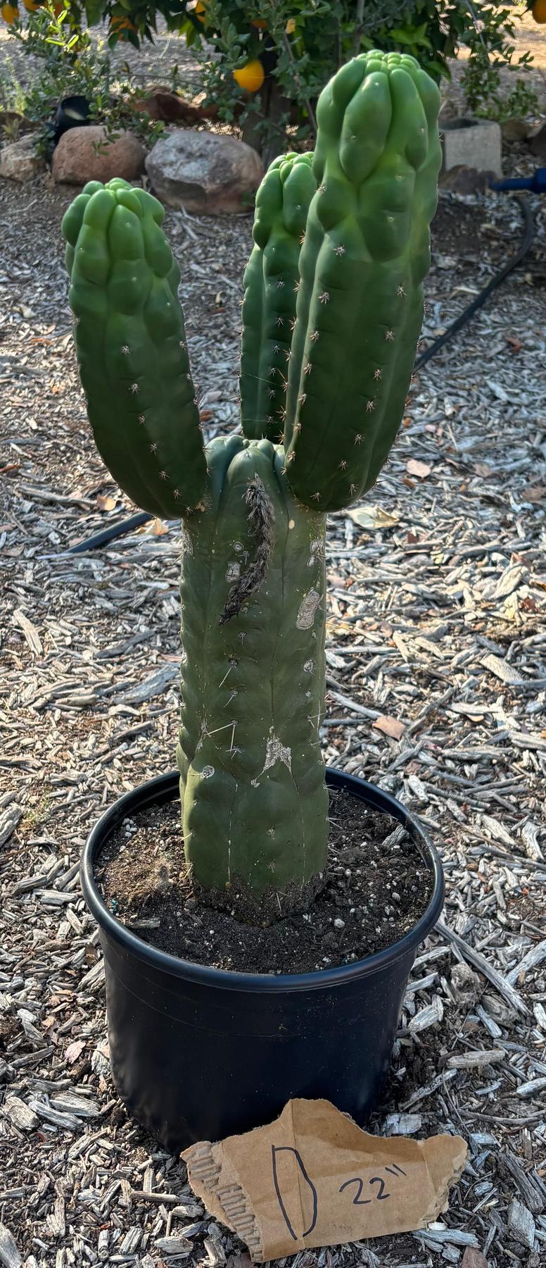 #EC165 EXACT Trichocereus Pachanoi Monstrose TPM Cactus-Cactus - Large - Exact-The Succulent Source