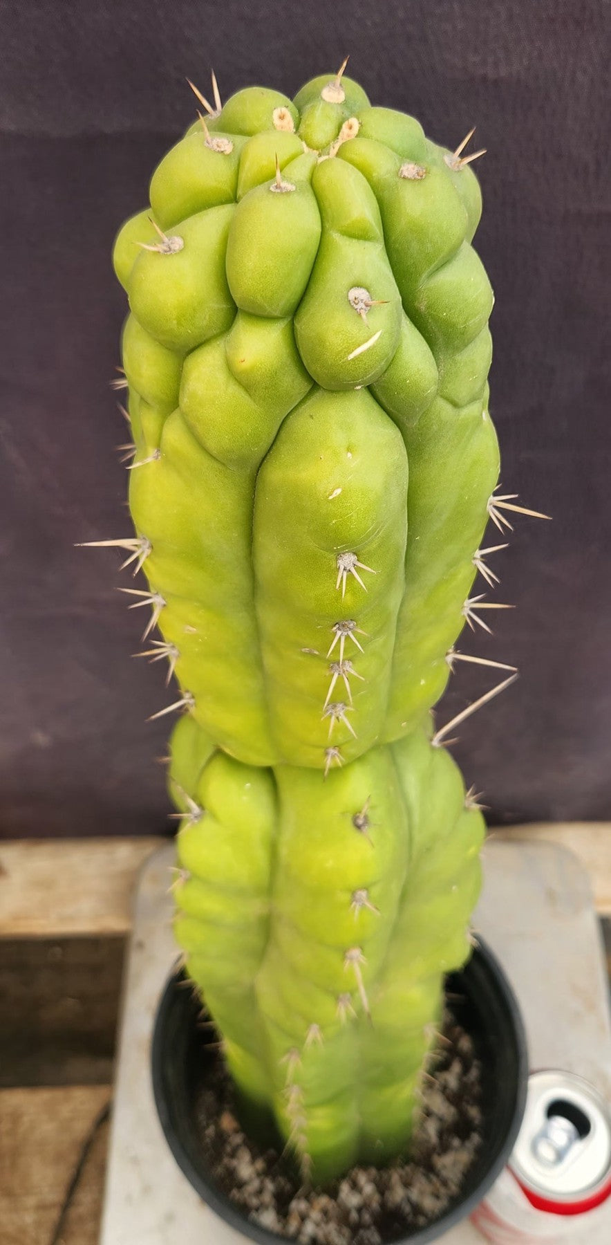 #EC165 EXACT Trichocereus Pachanoi Monstrose Ornamental Cactus 19”-Cactus - Large - Exact-The Succulent Source