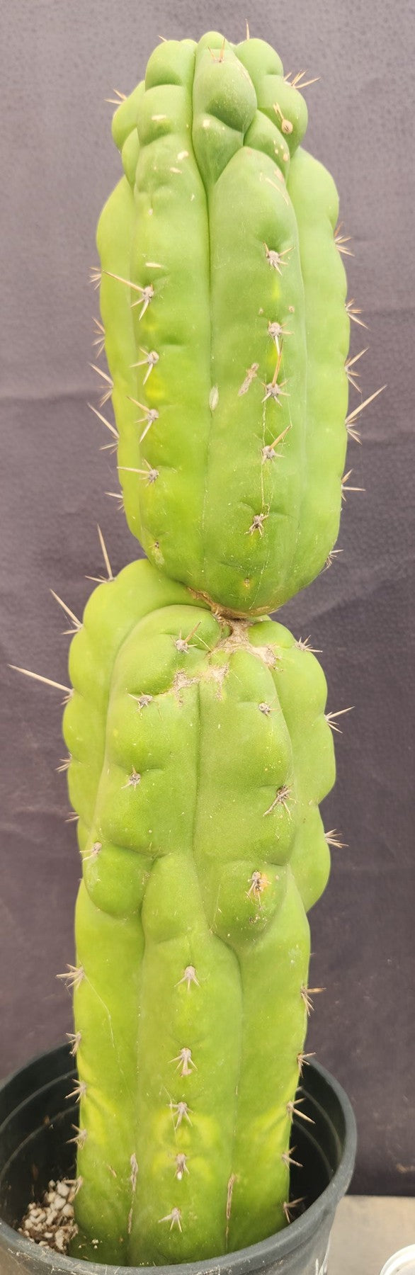 #EC165 EXACT Trichocereus Pachanoi Monstrose Ornamental Cactus 19”-Cactus - Large - Exact-The Succulent Source