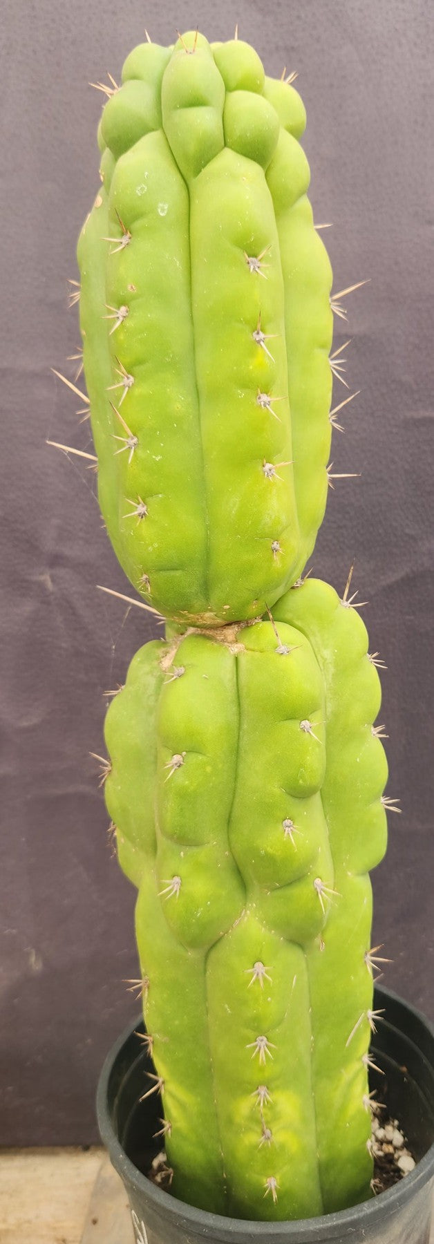 #EC165 EXACT Trichocereus Pachanoi Monstrose Ornamental Cactus 19”-Cactus - Large - Exact-The Succulent Source