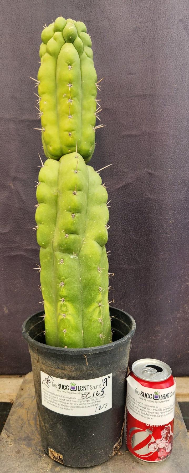 #EC165 EXACT Trichocereus Pachanoi Monstrose Ornamental Cactus 19”-Cactus - Large - Exact-The Succulent Source