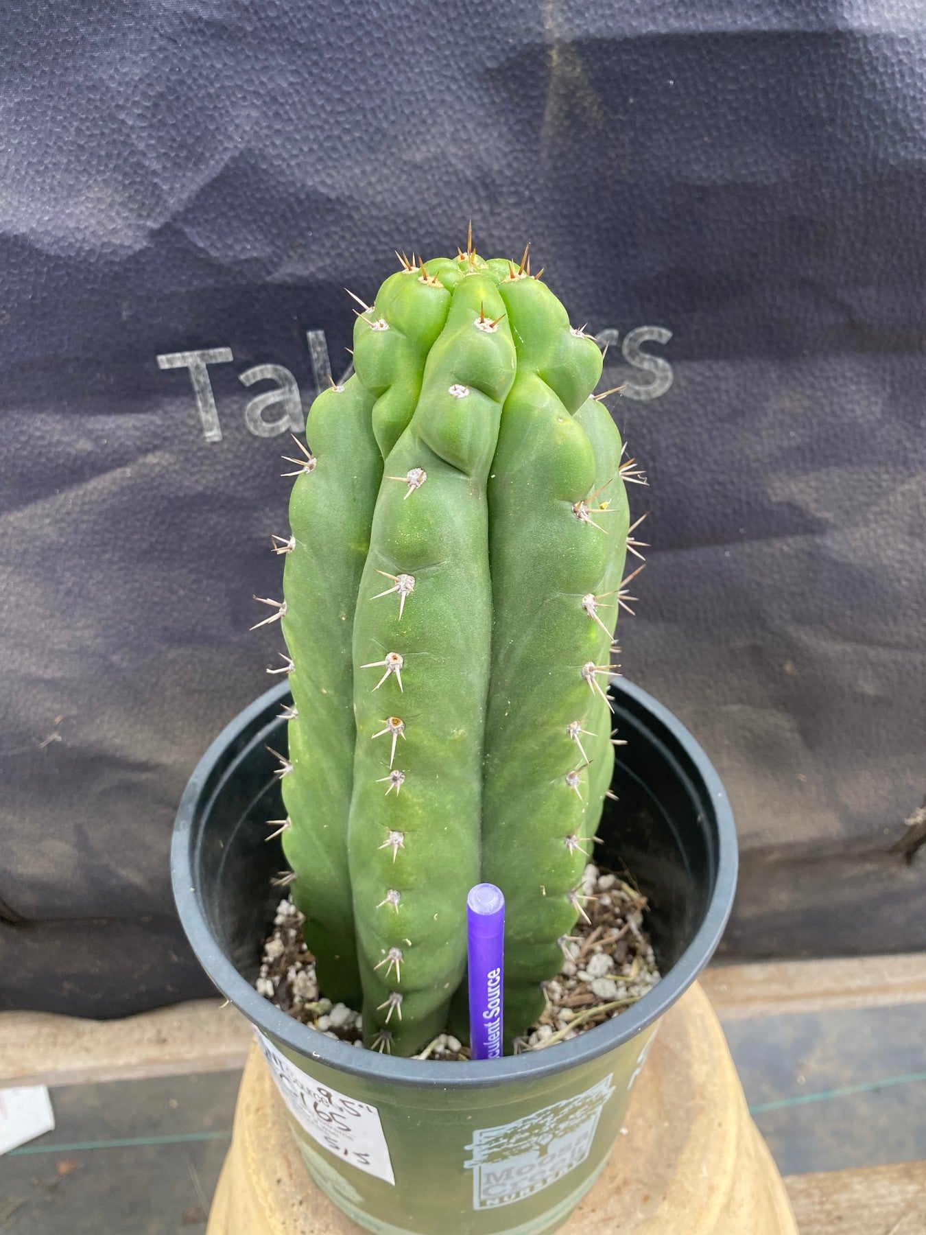 #EC165 EXACT Trichocereus Pachanoi Monstrose Ornamental Cactus 9.5”-Cactus - Large - Exact-The Succulent Source