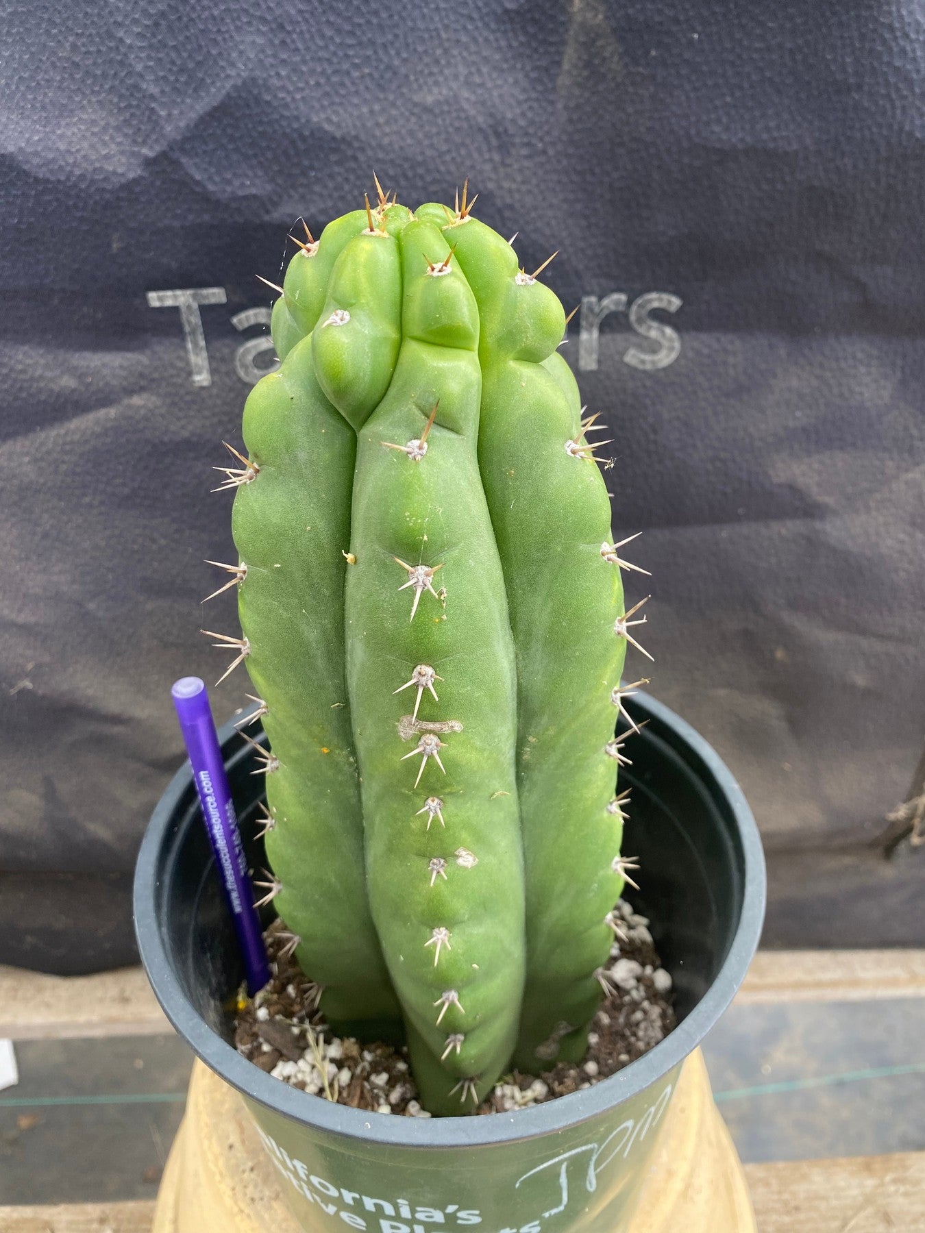 #EC165 EXACT Trichocereus Pachanoi Monstrose Ornamental Cactus 9.5”-Cactus - Large - Exact-The Succulent Source