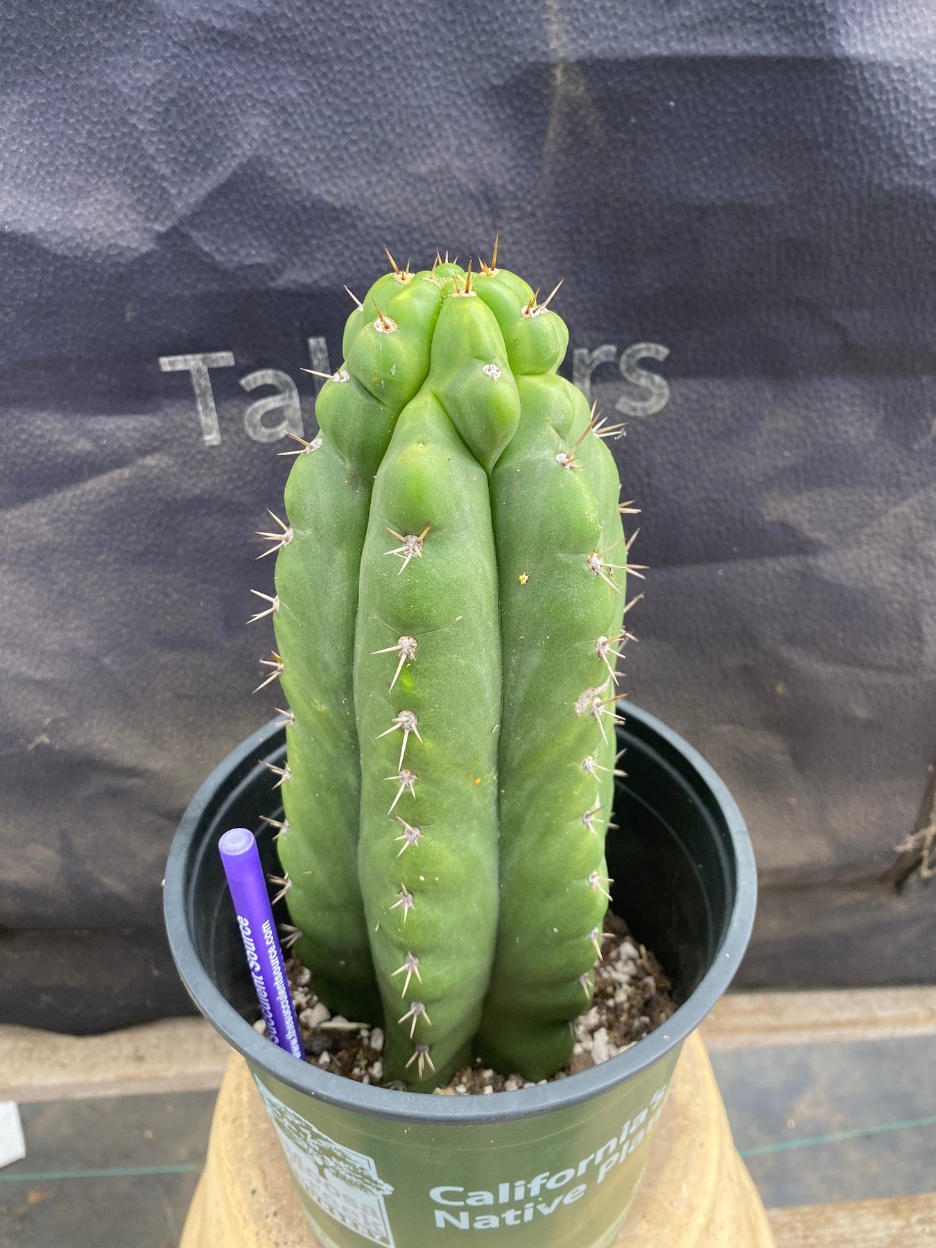 #EC165 EXACT Trichocereus Pachanoi Monstrose Ornamental Cactus 9.5”-Cactus - Large - Exact-The Succulent Source