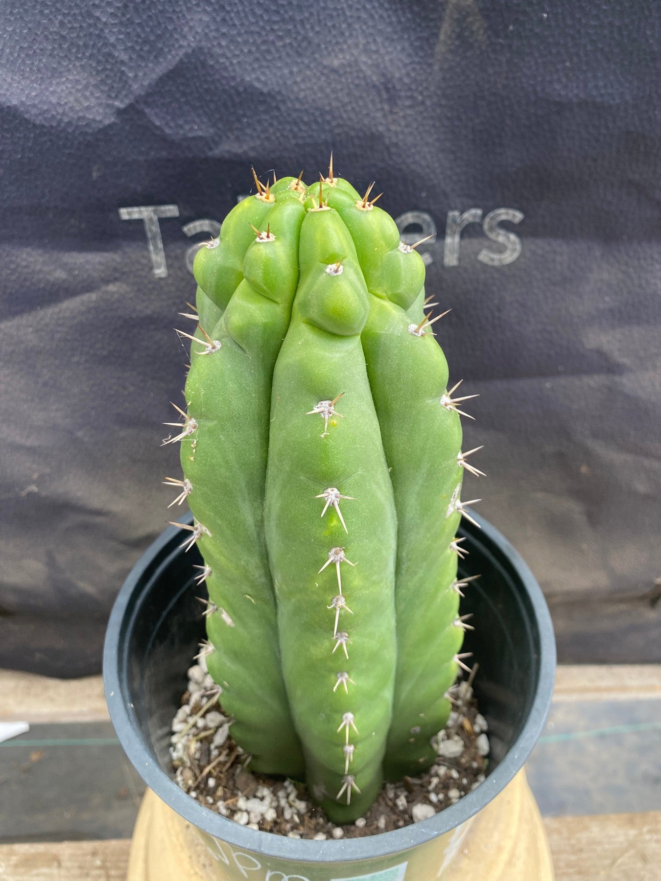 #EC165 EXACT Trichocereus Pachanoi Monstrose Ornamental Cactus 9.5”-Cactus - Large - Exact-The Succulent Source