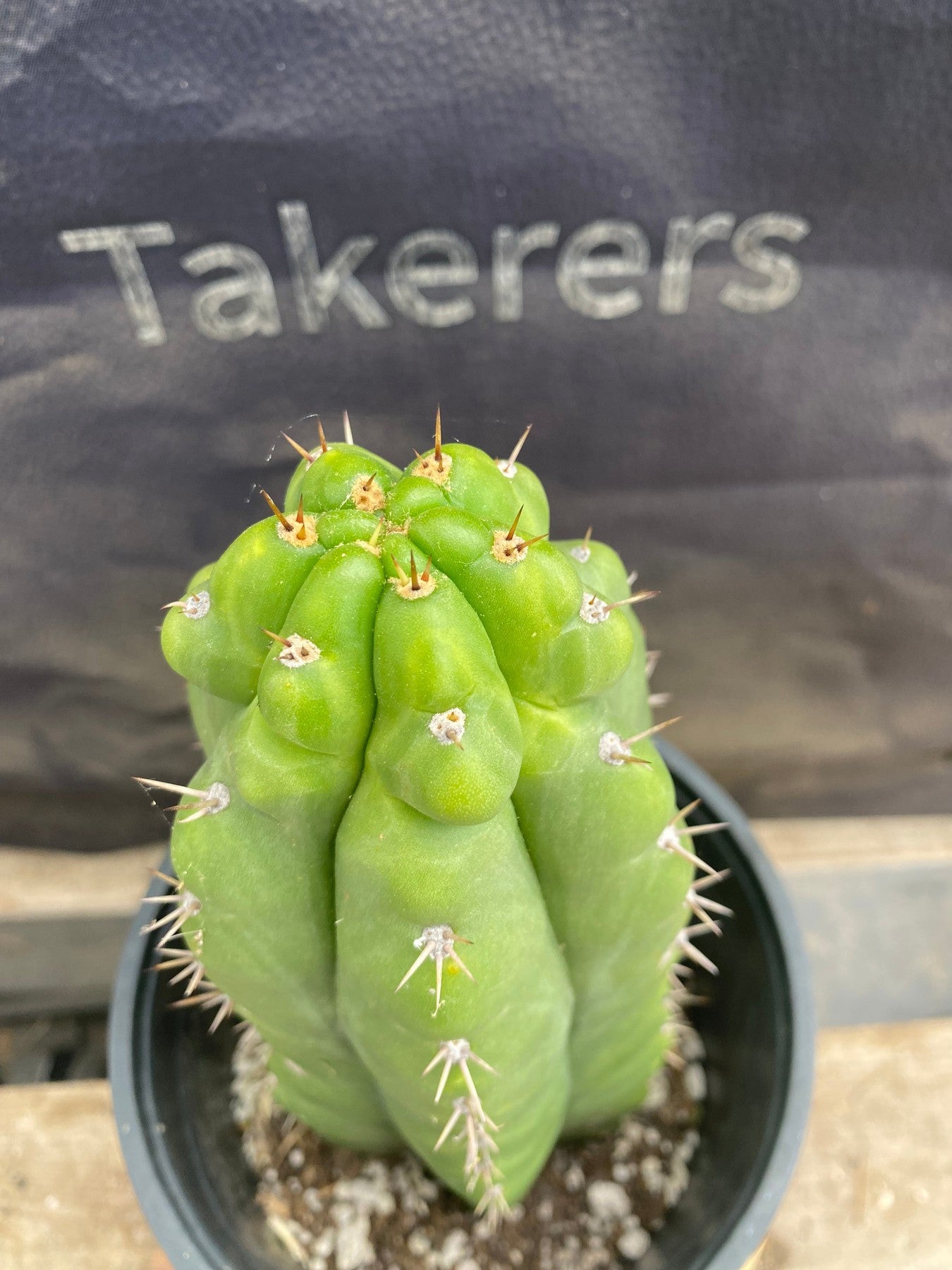 #EC165 EXACT Trichocereus Pachanoi Monstrose Ornamental Cactus 9.5”-Cactus - Large - Exact-The Succulent Source