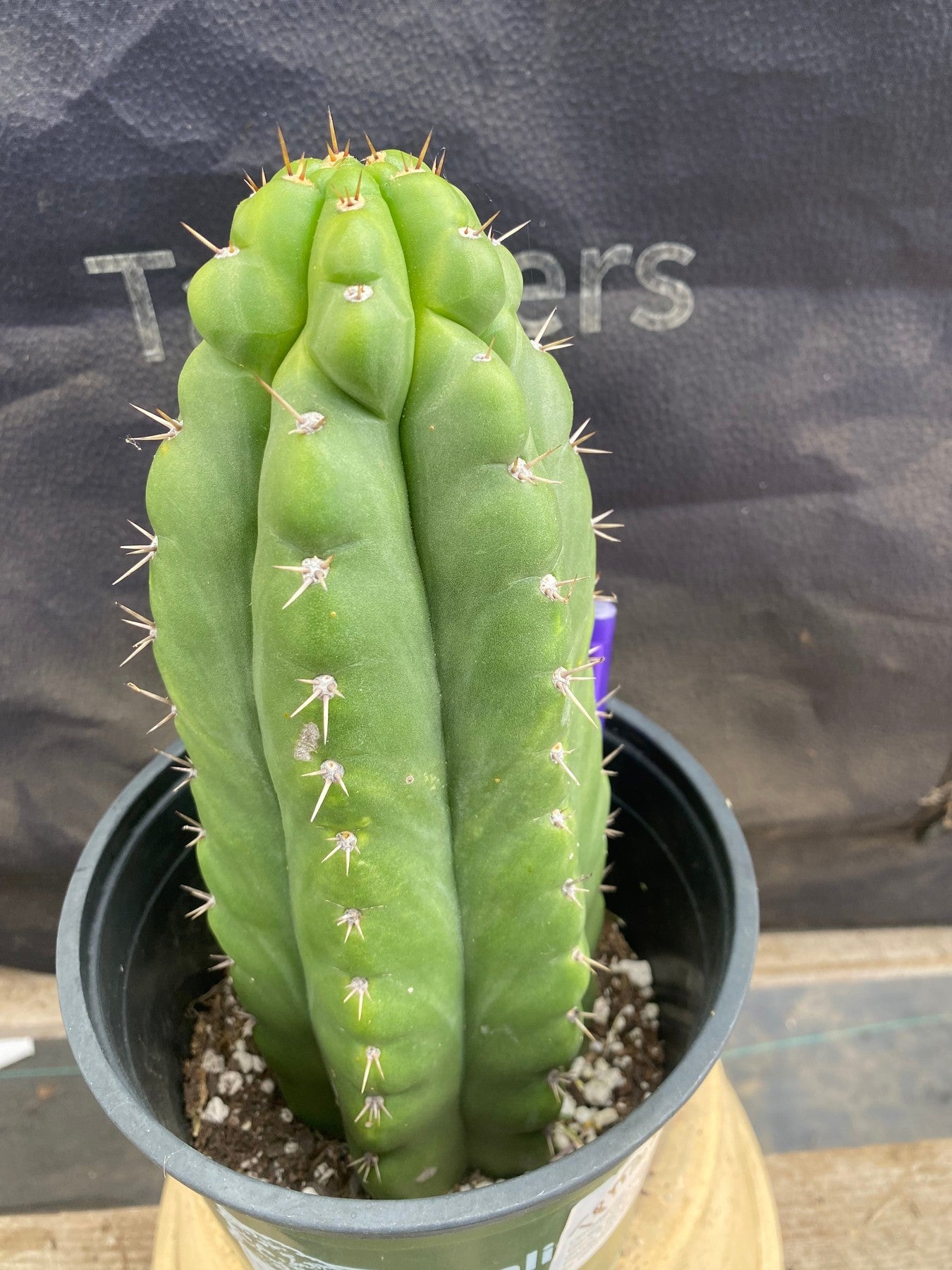 #EC165 EXACT Trichocereus Pachanoi Monstrose Ornamental Cactus 9.5”-Cactus - Large - Exact-The Succulent Source