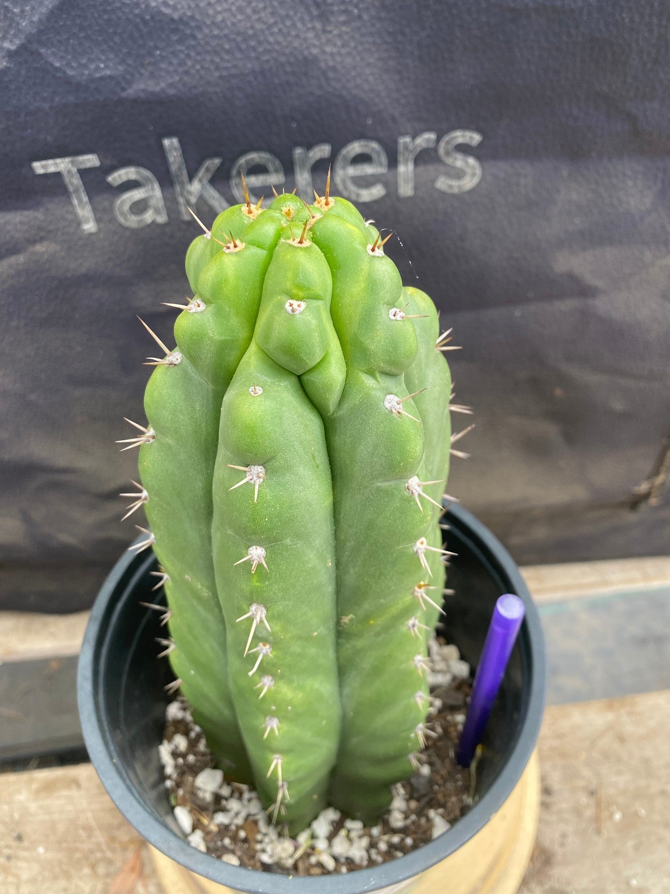 #EC165 EXACT Trichocereus Pachanoi Monstrose Ornamental Cactus 9.5”-Cactus - Large - Exact-The Succulent Source