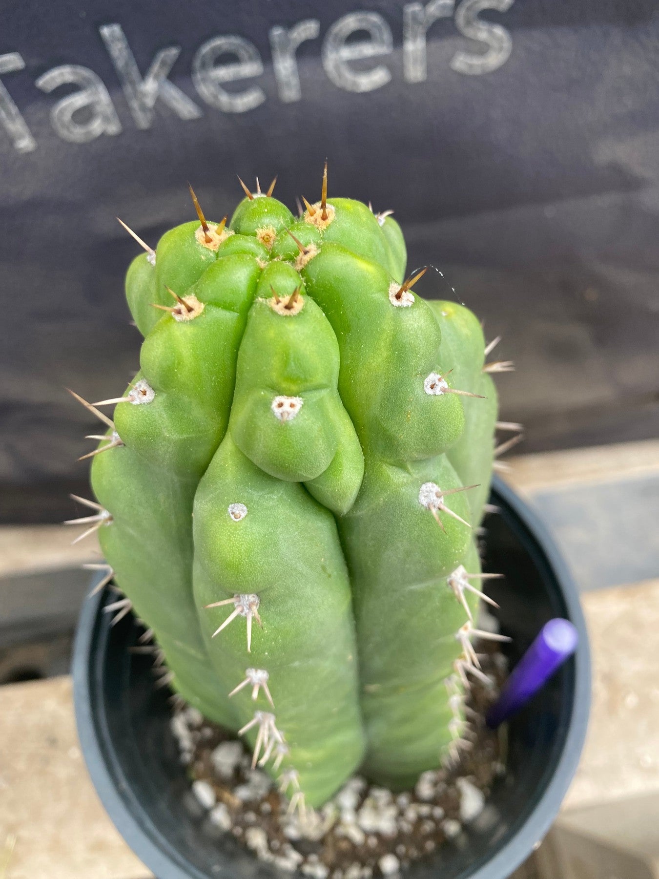 #EC165 EXACT Trichocereus Pachanoi Monstrose Ornamental Cactus 9.5”-Cactus - Large - Exact-The Succulent Source