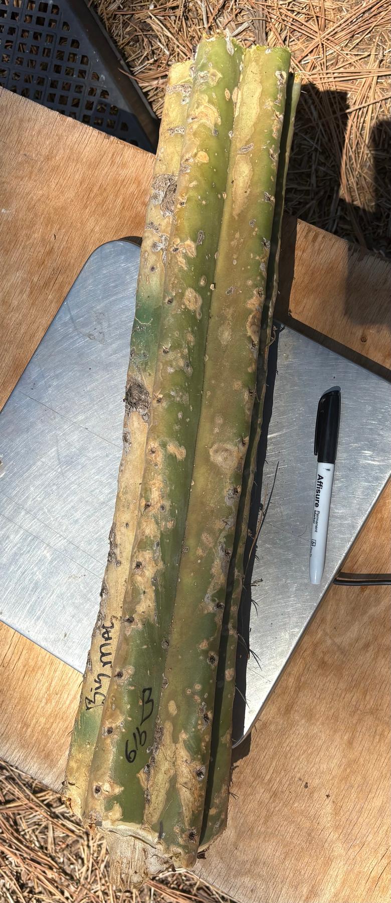 #EC166 BIG TLC Trichocereus Huanu Huanucoensis Jiimz Big Mac aka P7 Cactus Cuttings 5-6lbs-Cactus - Large - Exact-The Succulent Source