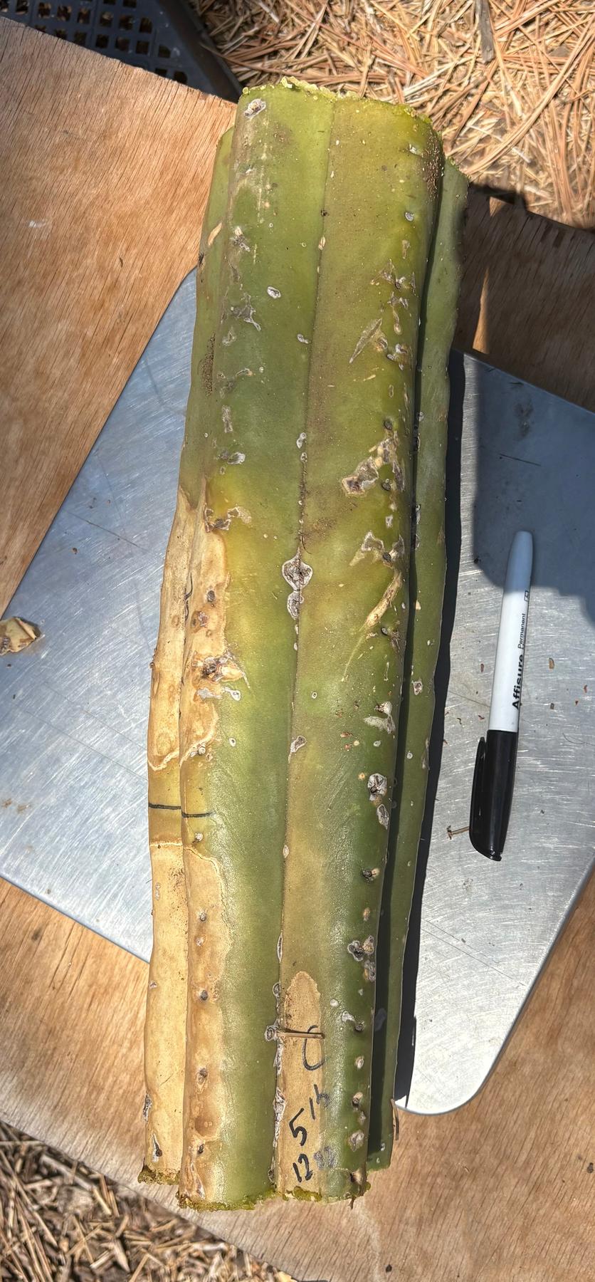 #EC166 BIG TLC Trichocereus Huanu Huanucoensis Jiimz Big Mac aka P7 Cactus Cuttings 5-6lbs-Cactus - Large - Exact-The Succulent Source
