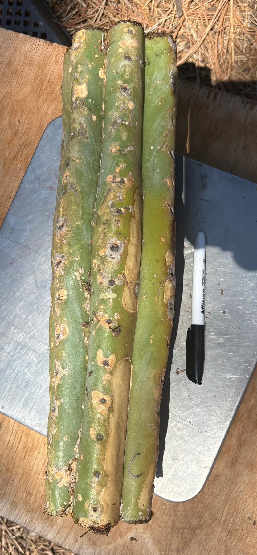#EC166 BIG TLC Trichocereus Huanu Huanucoensis Jiimz Big Mac aka P7 Cactus Cuttings 5-6lbs-Cactus - Large - Exact-The Succulent Source