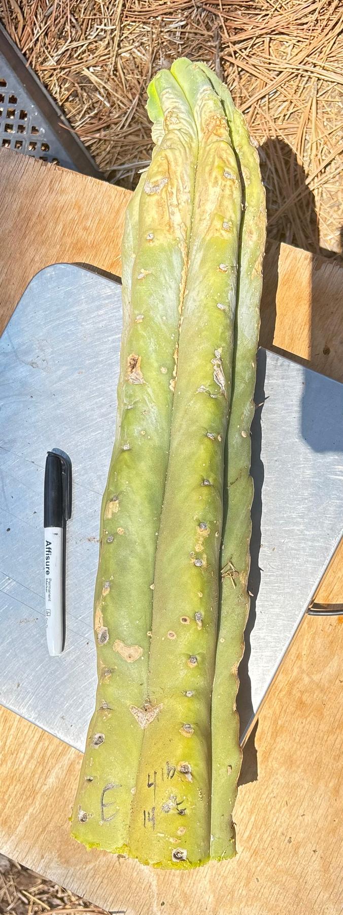 #EC166 BIG TLC Trichocereus Huanu Huanucoensis Jiimz Big Mac aka P7 Cactus Cuttings 5-6lbs-Cactus - Large - Exact-The Succulent Source