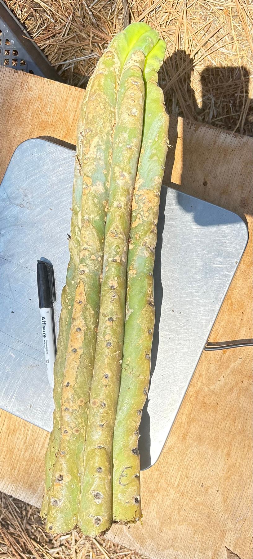 #EC166 BIG TLC Trichocereus Huanu Huanucoensis Jiimz Big Mac aka P7 Cactus Cuttings 5-6lbs-Cactus - Large - Exact-The Succulent Source