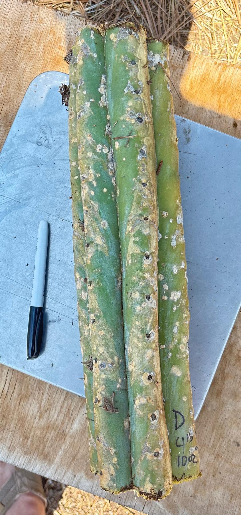 #EC166 BIG TLC Trichocereus Huanu Huanucoensis Jiimz Big Mac aka P7 Cactus Cuttings 5-6lbs-Cactus - Large - Exact-The Succulent Source