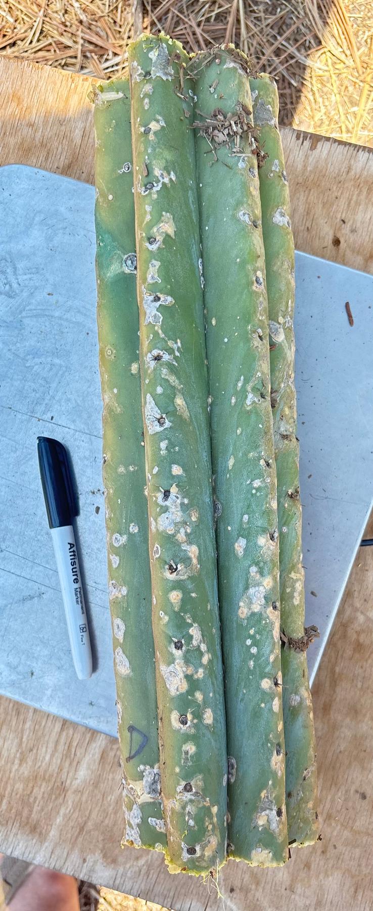 #EC166 BIG TLC Trichocereus Huanu Huanucoensis Jiimz Big Mac aka P7 Cactus Cuttings 5-6lbs-Cactus - Large - Exact-The Succulent Source