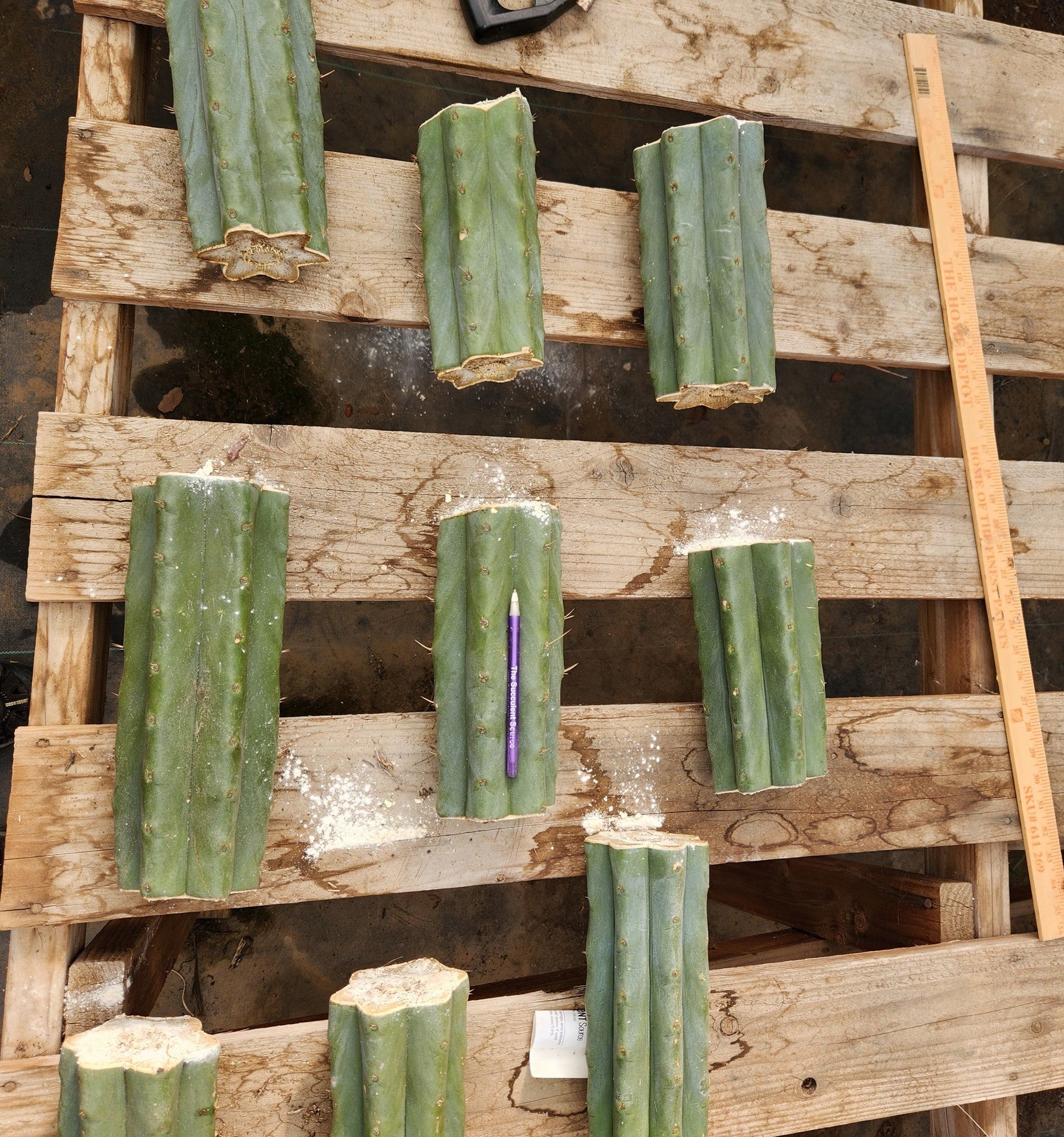 #EC166 EXACT Trichocereus Huanucoensis Jiimz Big Mac aka P7 Cactus 8" Cutting-Cactus - Large - Exact-The Succulent Source