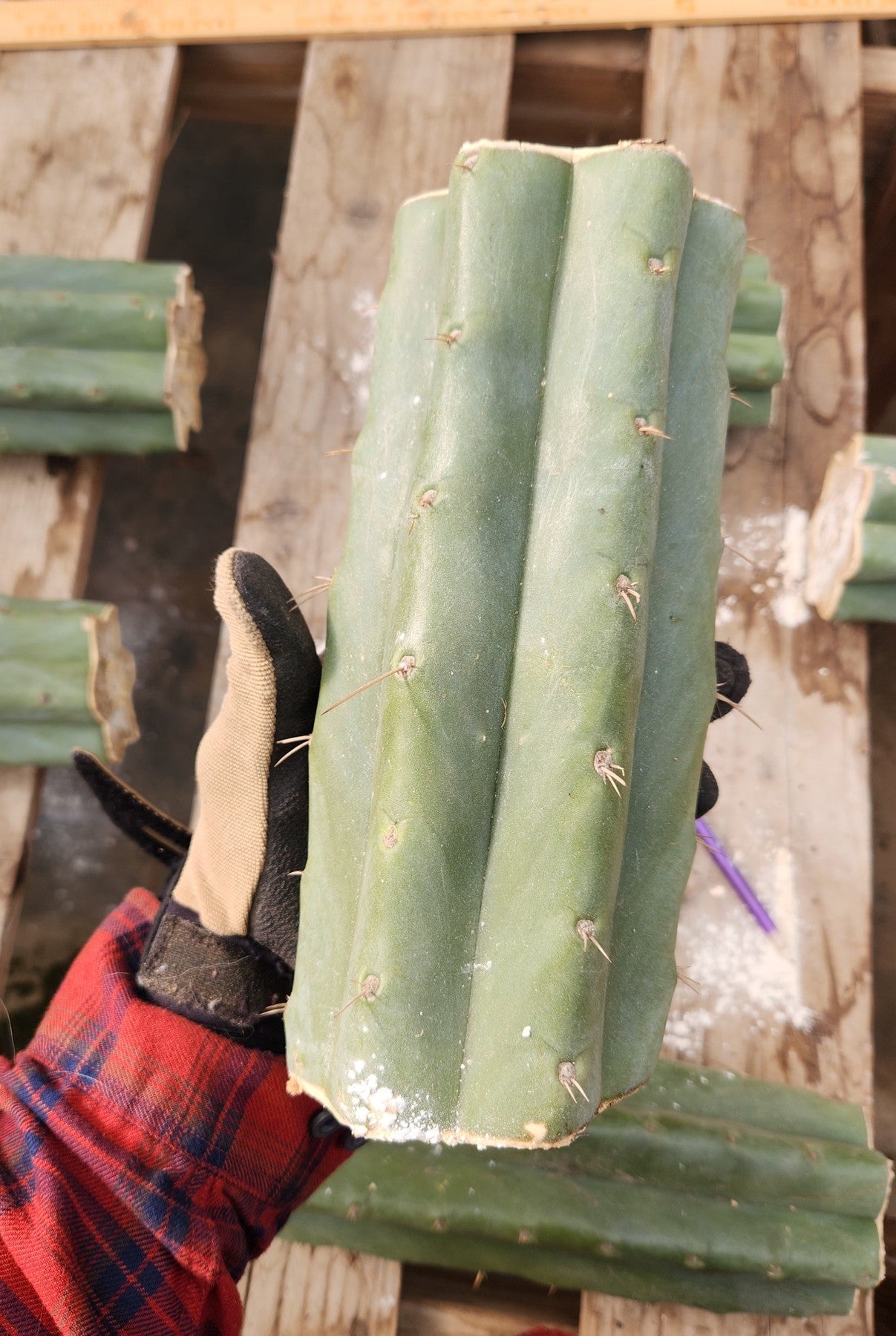 #EC166 EXACT Trichocereus Huanucoensis Jiimz Big Mac aka P7 Cactus 8" Cutting-Cactus - Large - Exact-The Succulent Source