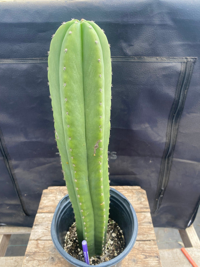 #EC167 EXACT Trichocereus TnT X Scopulicola Ornamental Cactus 17.5”
