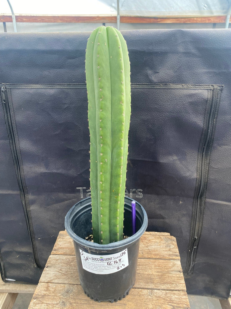 #EC167 EXACT Trichocereus TnT X Scopulicola Ornamental Cactus 17.5”