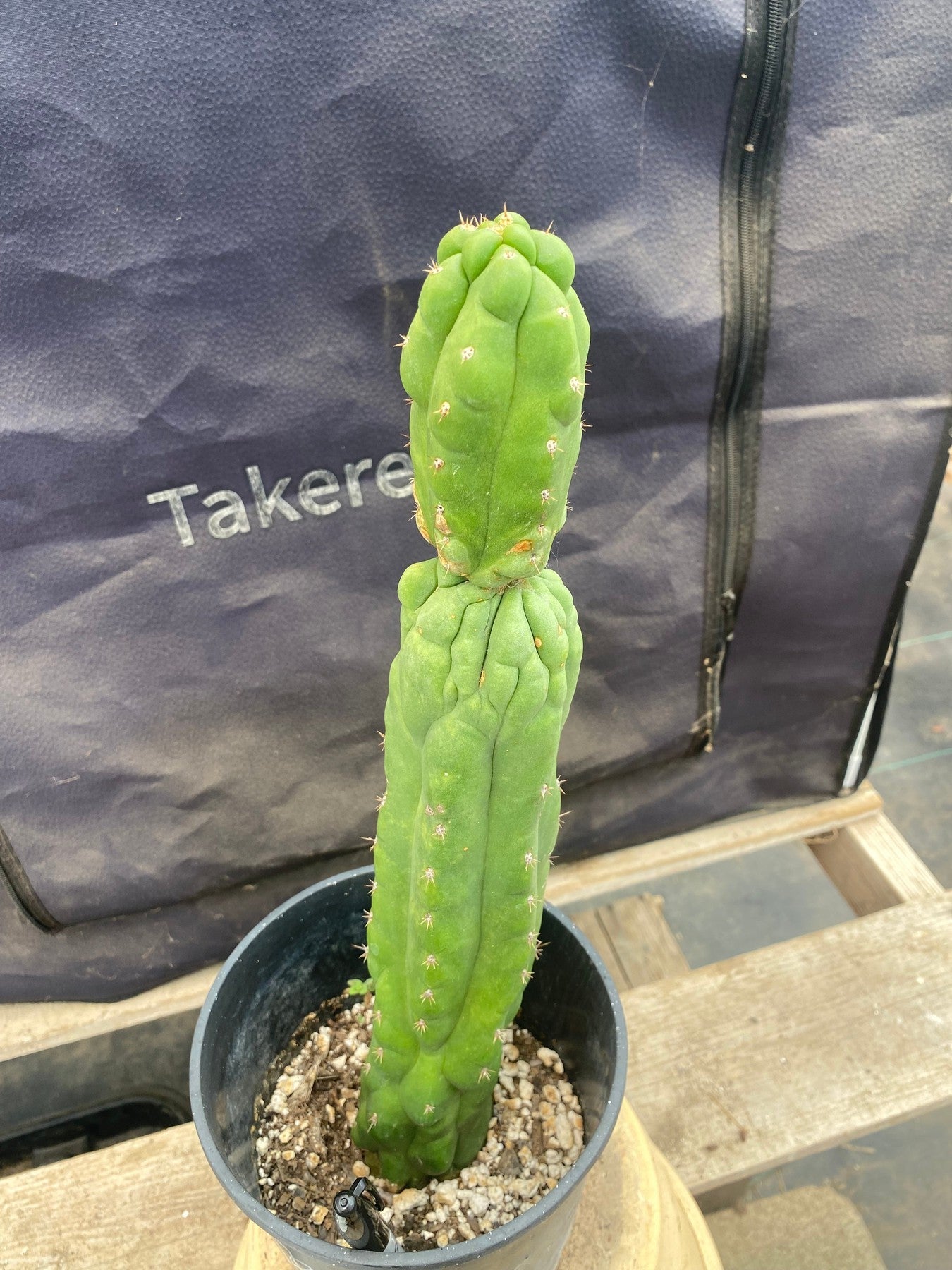 #EC169 EXACT Trichocereus Pachanoi Monstrose TPM Cactus 14.5”-Cactus - Large - Exact-The Succulent Source