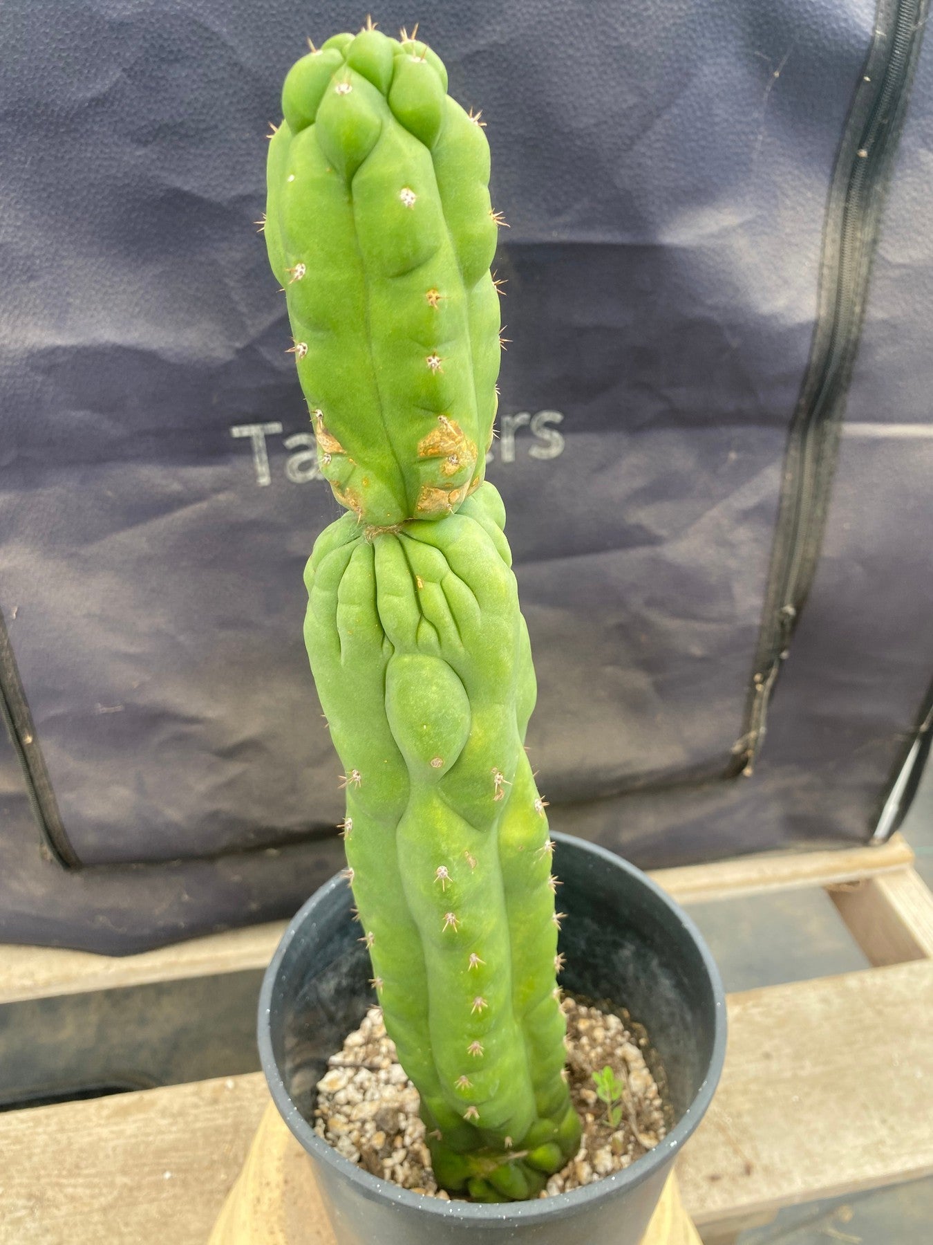 #EC169 EXACT Trichocereus Pachanoi Monstrose TPM Cactus 14.5”-Cactus - Large - Exact-The Succulent Source