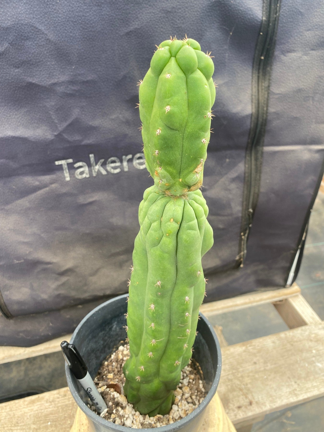 #EC169 EXACT Trichocereus Pachanoi Monstrose TPM Cactus 14.5”-Cactus - Large - Exact-The Succulent Source