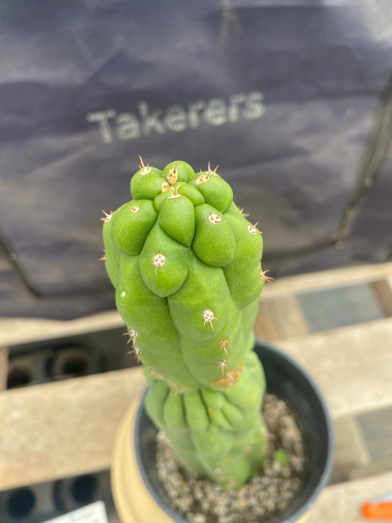 #EC169 EXACT Trichocereus Pachanoi Monstrose TPM Cactus 14.5”-Cactus - Large - Exact-The Succulent Source