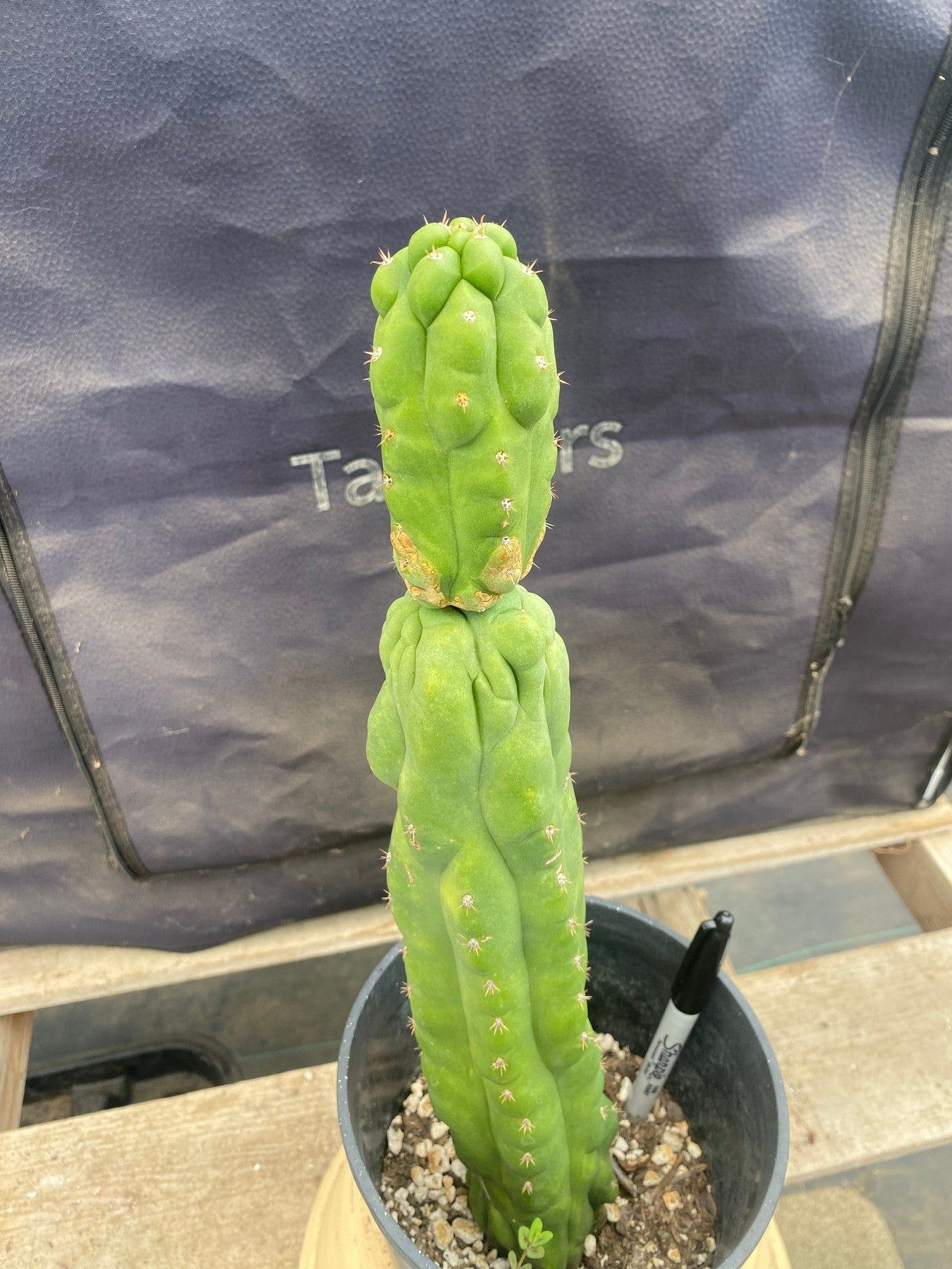 #EC169 EXACT Trichocereus Pachanoi Monstrose TPM Cactus 14.5”-Cactus - Large - Exact-The Succulent Source