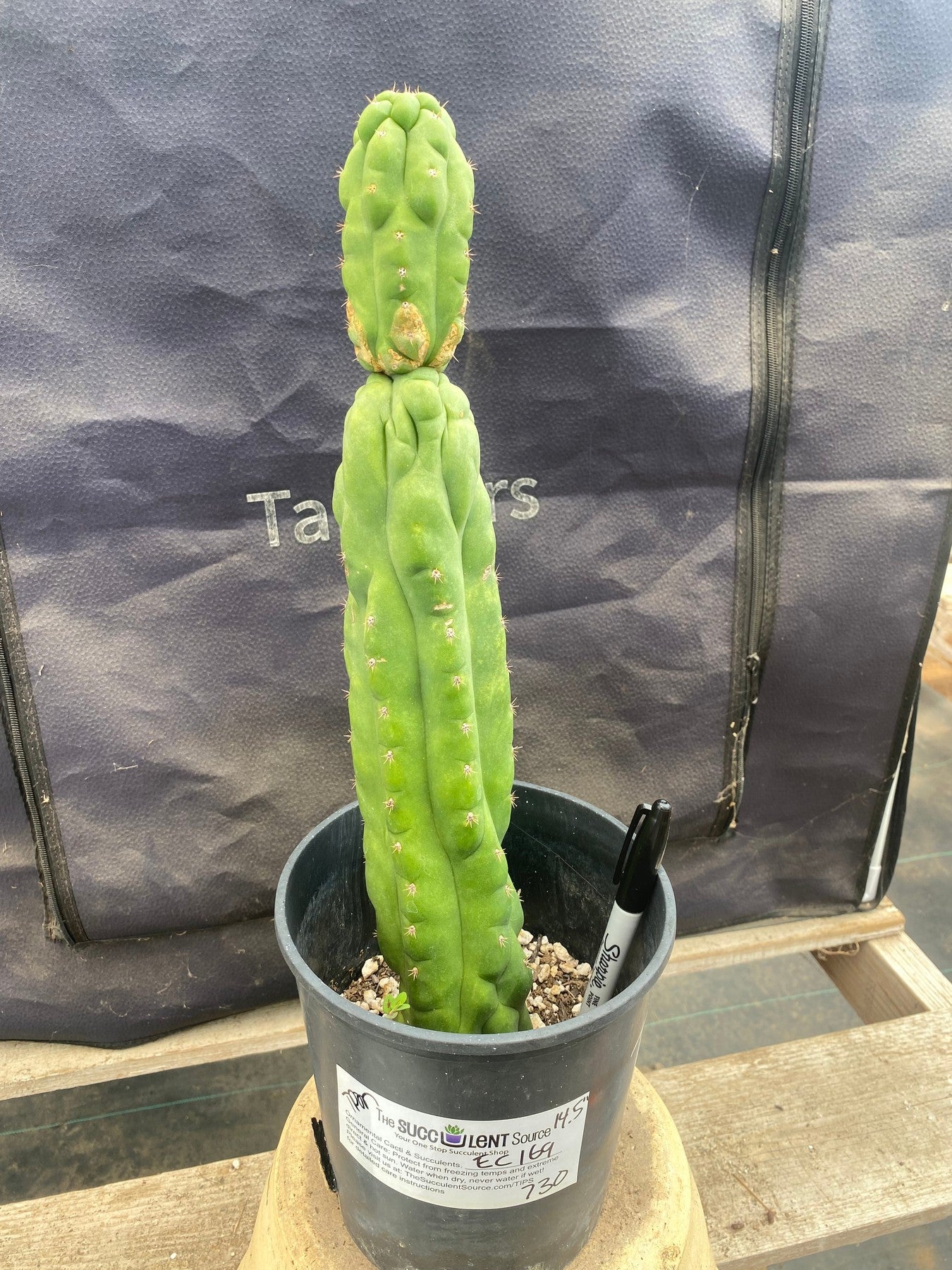 #EC169 EXACT Trichocereus Pachanoi Monstrose TPM Cactus 14.5”-Cactus - Large - Exact-The Succulent Source