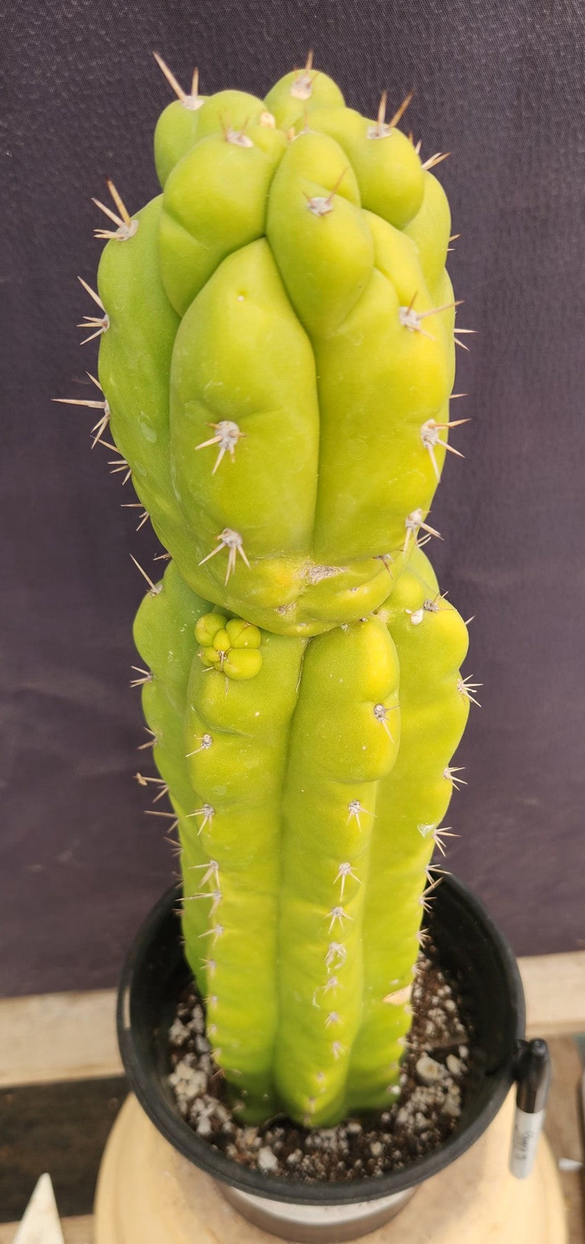 #EC169 EXACT Trichocereus Pachanoi Monstrose TPM Cactus 16”-Cactus - Large - Exact-The Succulent Source