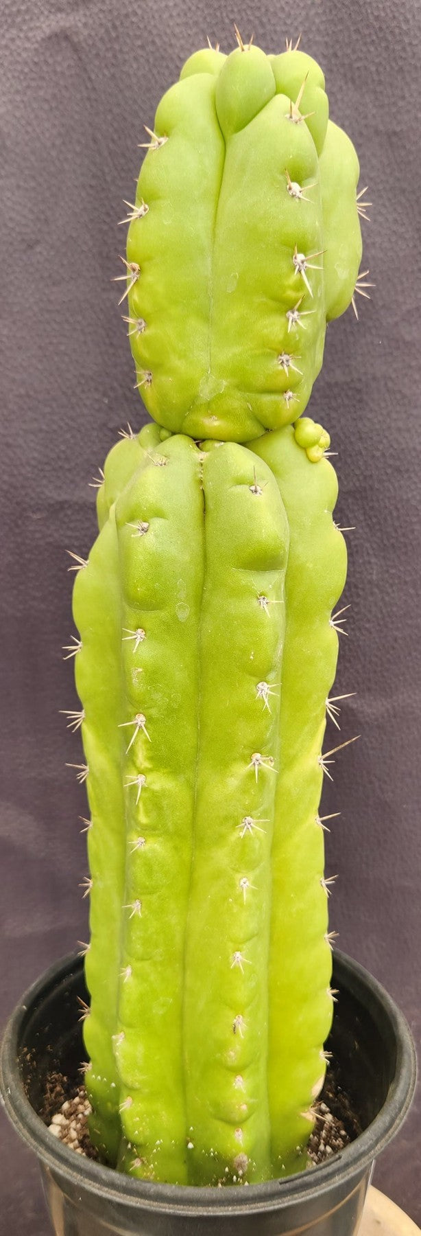 #EC169 EXACT Trichocereus Pachanoi Monstrose TPM Cactus 16”-Cactus - Large - Exact-The Succulent Source