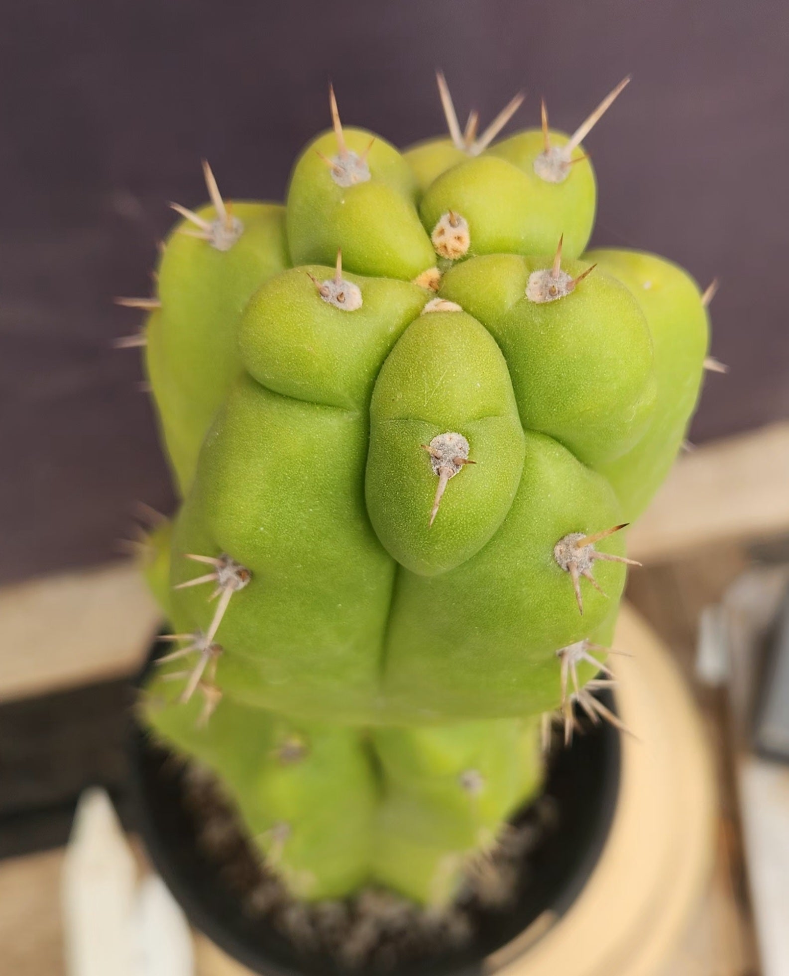 #EC169 EXACT Trichocereus Pachanoi Monstrose TPM Cactus 16”-Cactus - Large - Exact-The Succulent Source