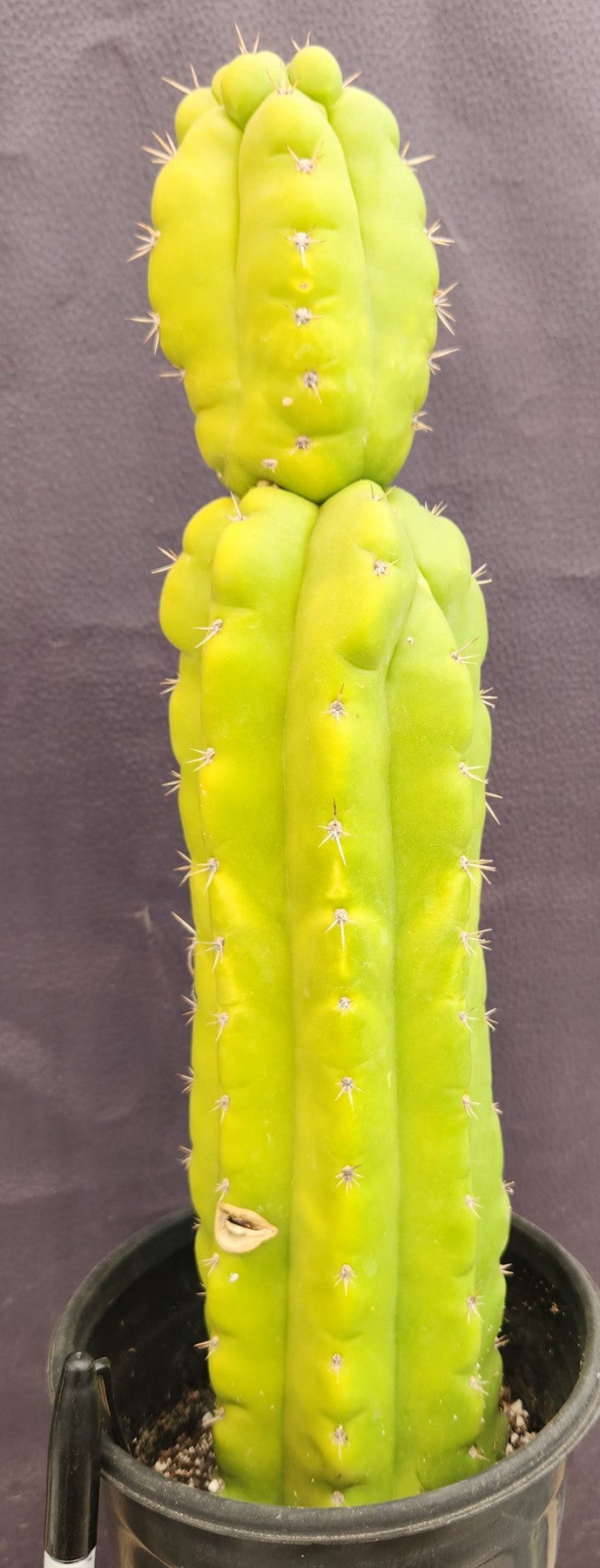 #EC169 EXACT Trichocereus Pachanoi Monstrose TPM Cactus 16”-Cactus - Large - Exact-The Succulent Source