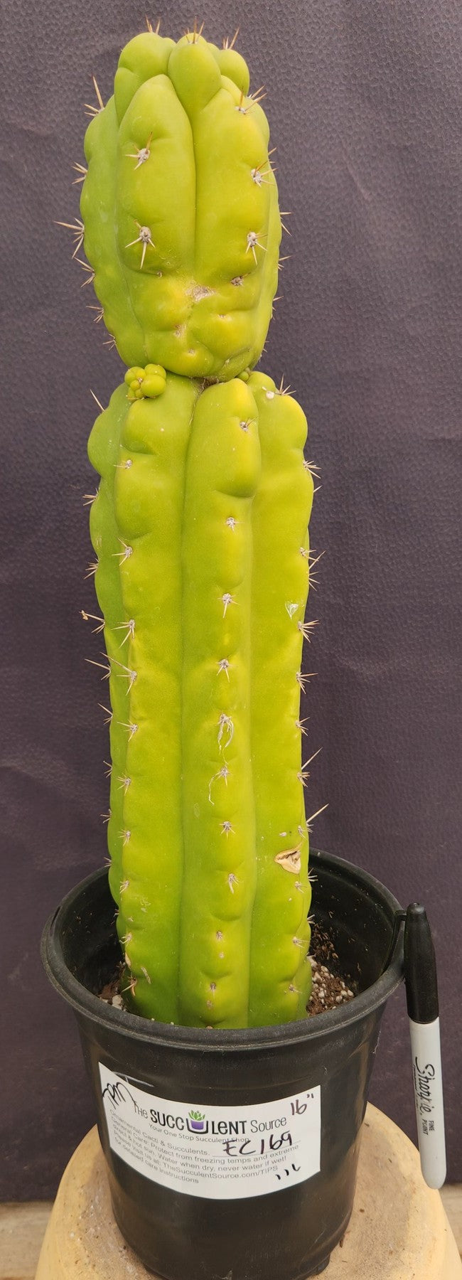 #EC169 EXACT Trichocereus Pachanoi Monstrose TPM Cactus 16”-Cactus - Large - Exact-The Succulent Source