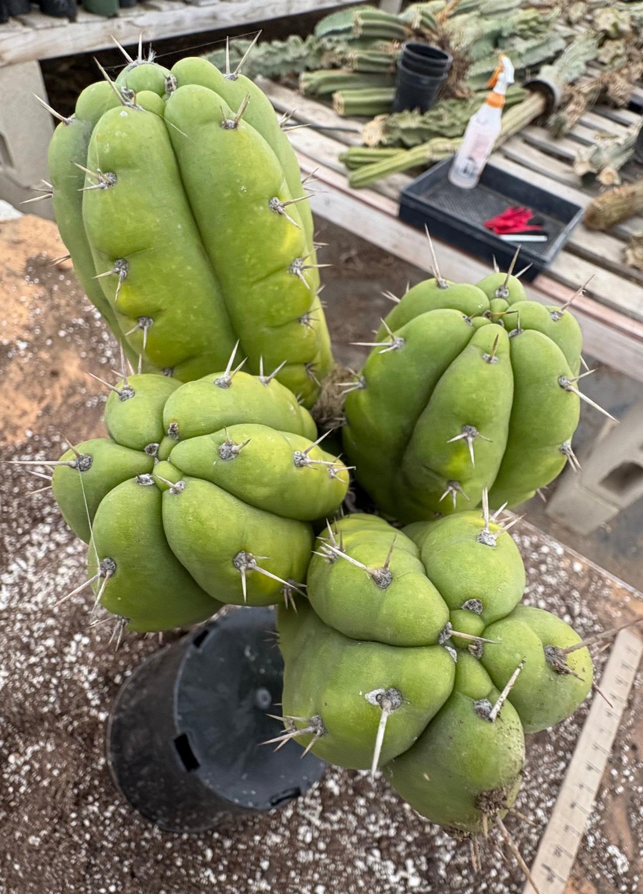 #EC169 EXACT Trichocereus Pachanoi Monstrose TPM Cactus 24” Cutting-Cactus - Large - Exact-The Succulent Source