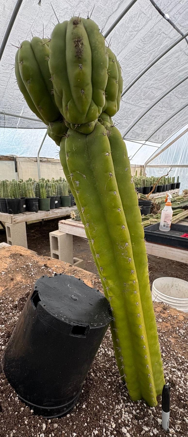 #EC169 EXACT Trichocereus Pachanoi Monstrose TPM Cactus 24” Cutting-Cactus - Large - Exact-The Succulent Source