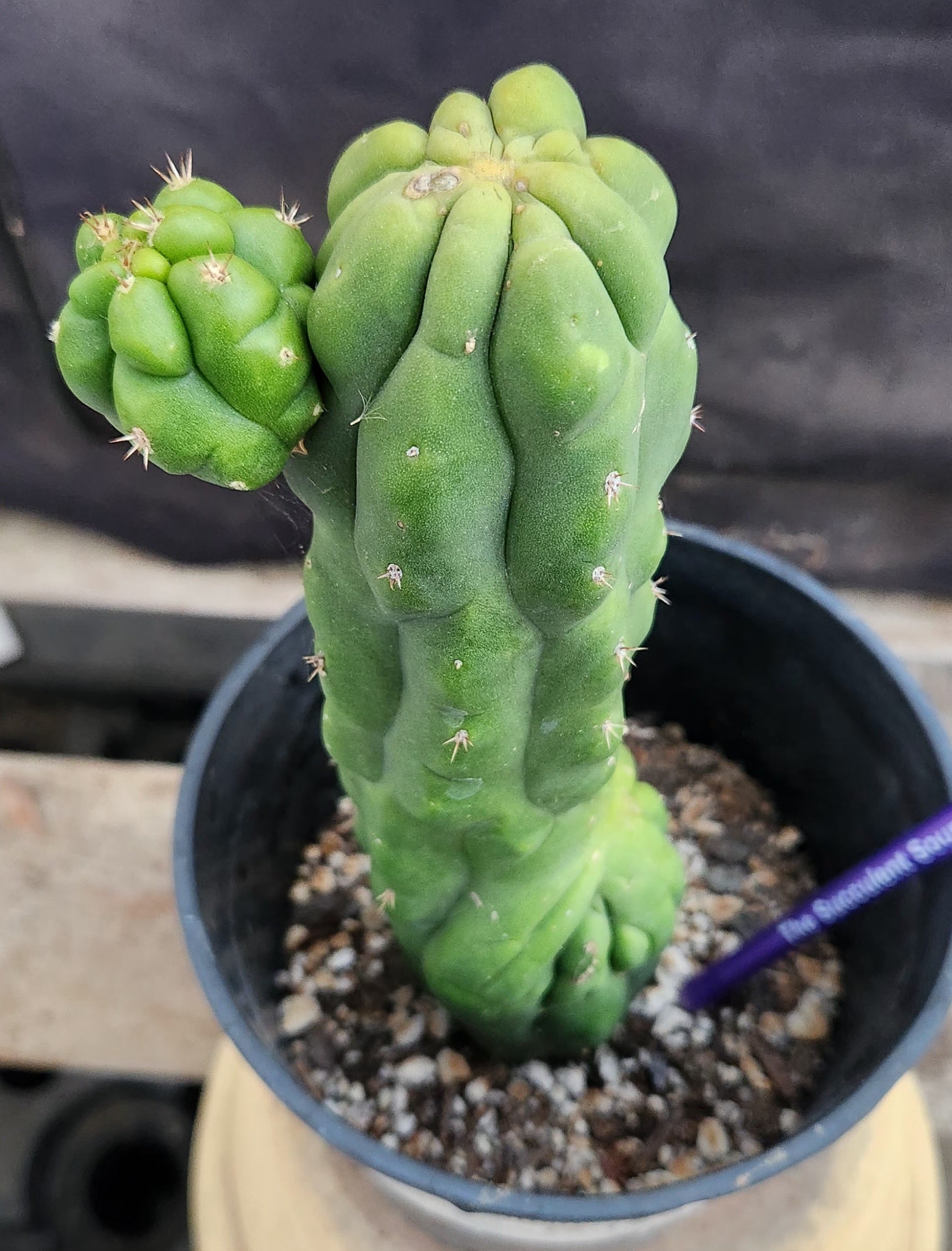 #EC169 EXACT Trichocereus Pachanoi Monstrose TPM Cactus 9.5”-Cactus - Large - Exact-The Succulent Source