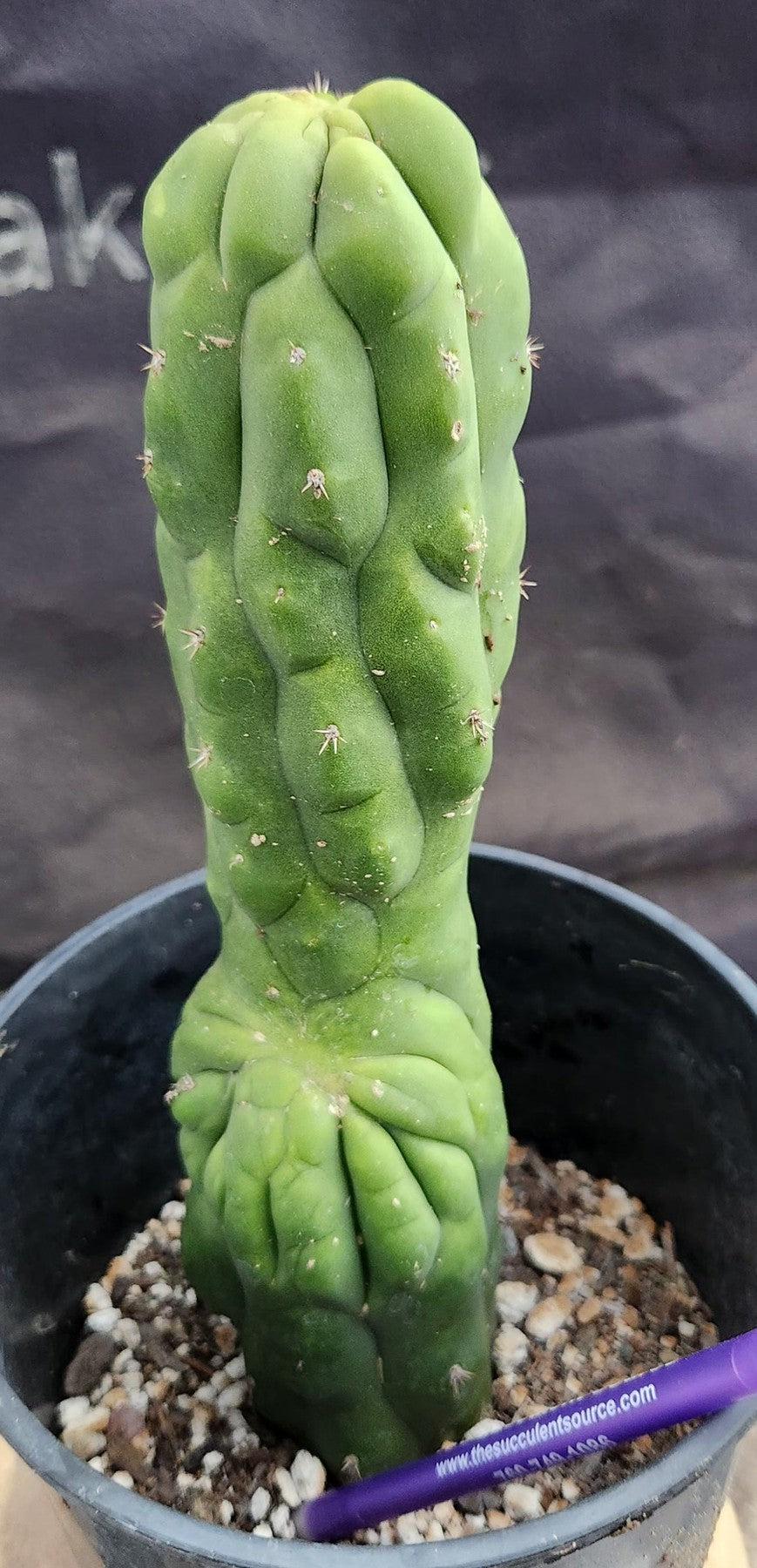 #EC169 EXACT Trichocereus Pachanoi Monstrose TPM Cactus 9.5”-Cactus - Large - Exact-The Succulent Source