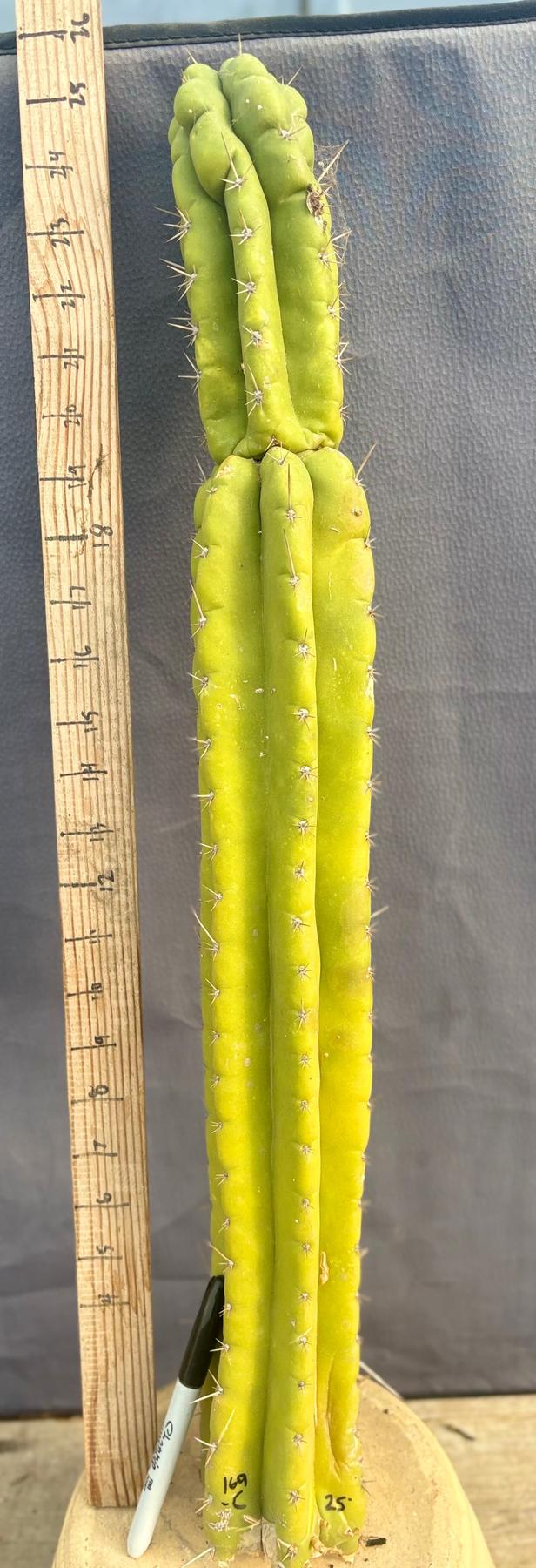 #EC169 EXACT Trichocereus Pachanoi Monstrose TPM Cactus TLC Cuttings A-E-Cactus - Large - Exact-The Succulent Source