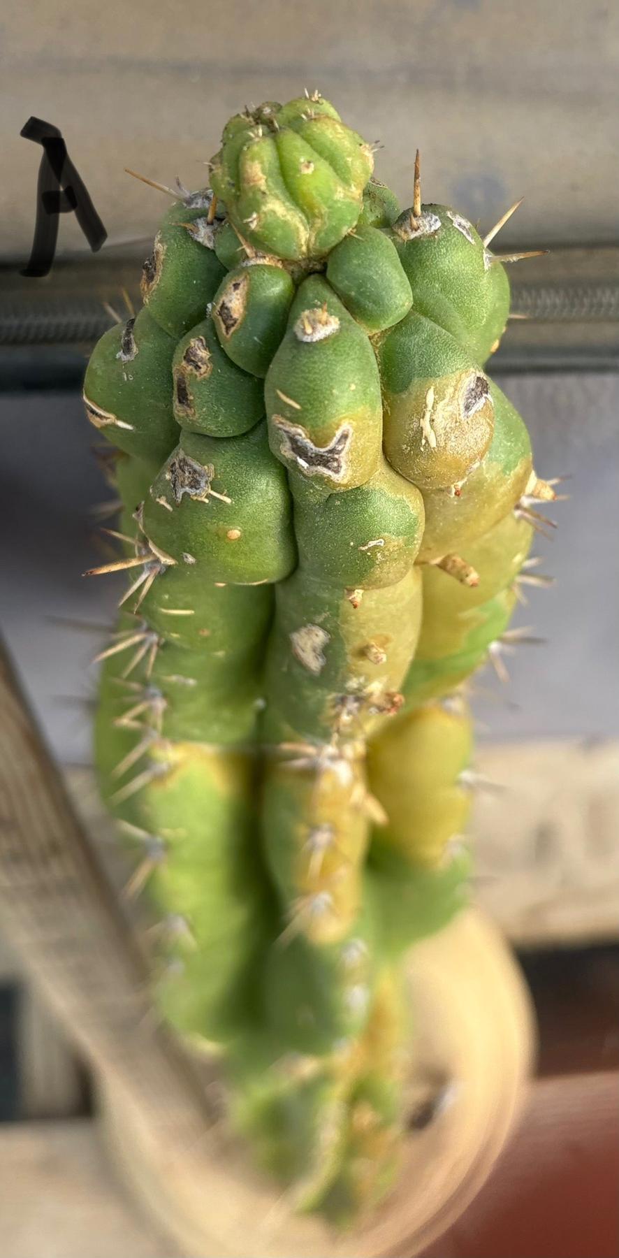 #EC169 EXACT Trichocereus Pachanoi Monstrose TPM Cactus TLC Cuttings A-E-Cactus - Large - Exact-The Succulent Source