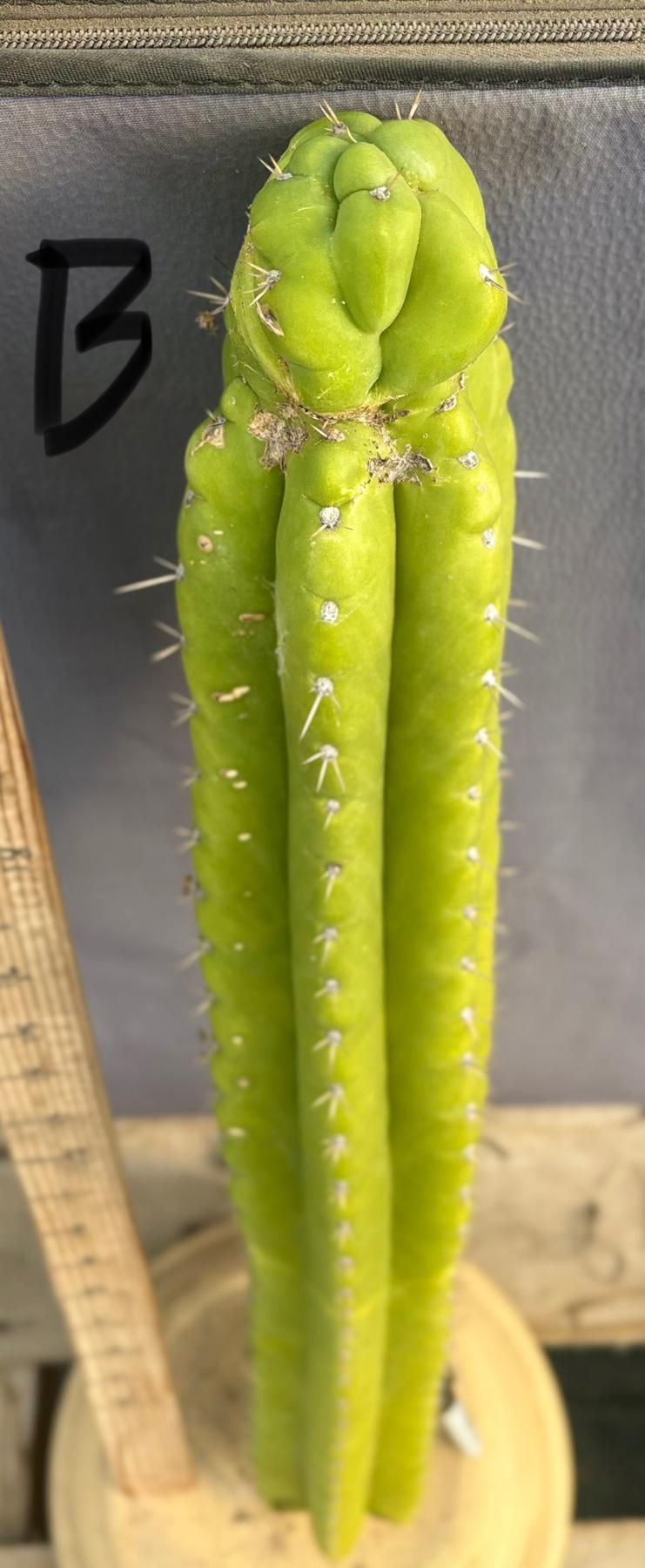 #EC169 EXACT Trichocereus Pachanoi Monstrose TPM Cactus TLC Cuttings A-E-Cactus - Large - Exact-The Succulent Source