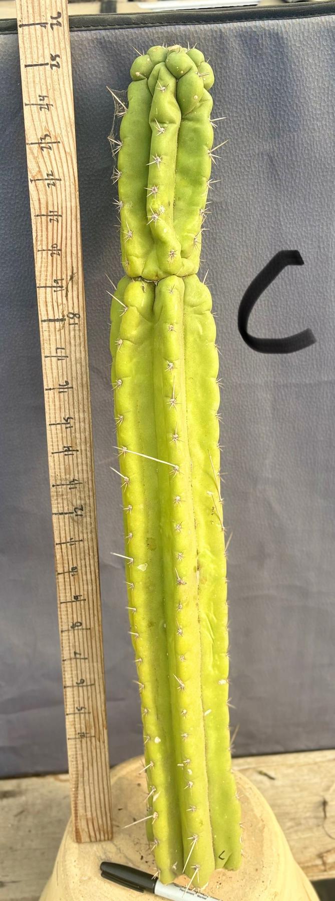 #EC169 EXACT Trichocereus Pachanoi Monstrose TPM Cactus TLC Cuttings A-E-Cactus - Large - Exact-The Succulent Source