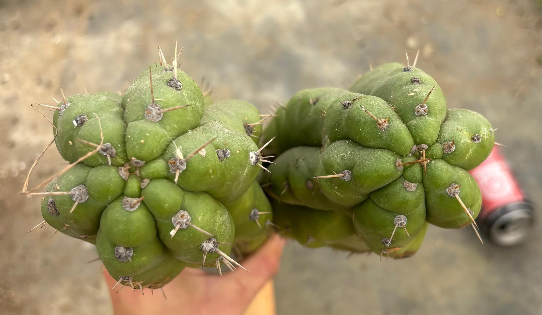 #EC169 EXACT Trichocereus Pachanoi Monstrose TPM Cactus TLC Cuttings A-J-Cactus - Large - Exact-The Succulent Source