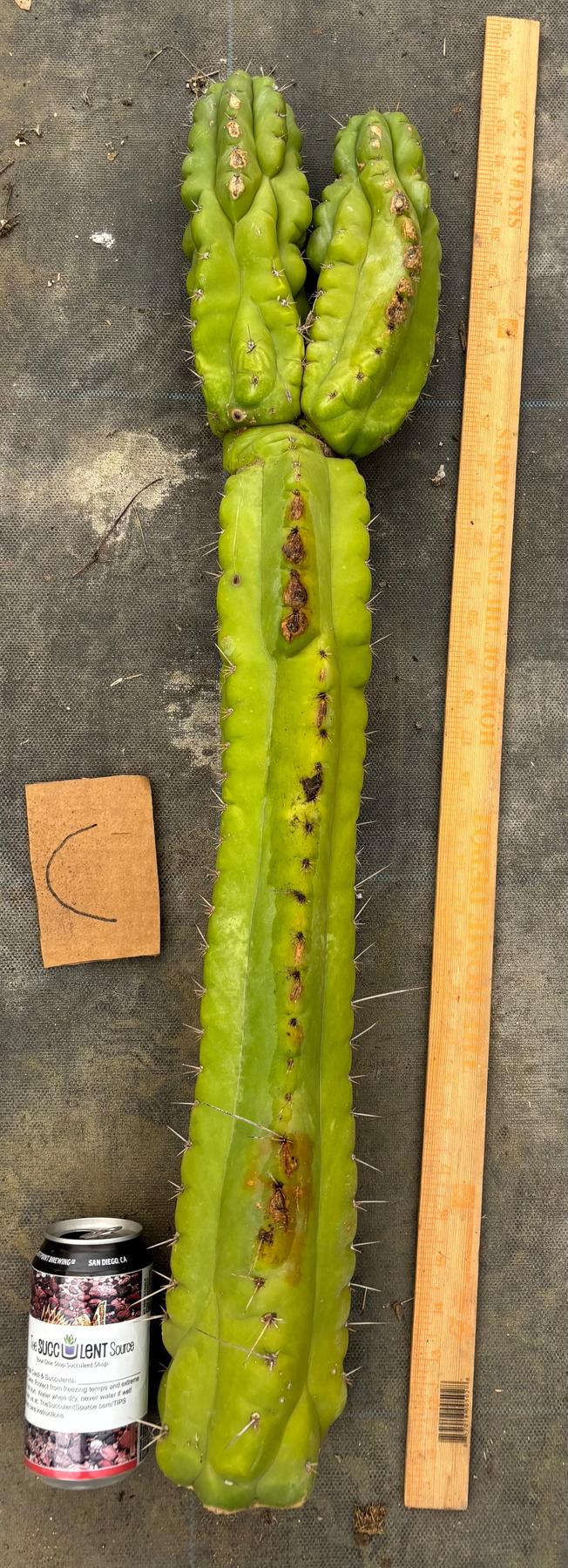 #EC169 EXACT Trichocereus Pachanoi Monstrose TPM Cactus TLC Cuttings A-J-Cactus - Large - Exact-The Succulent Source
