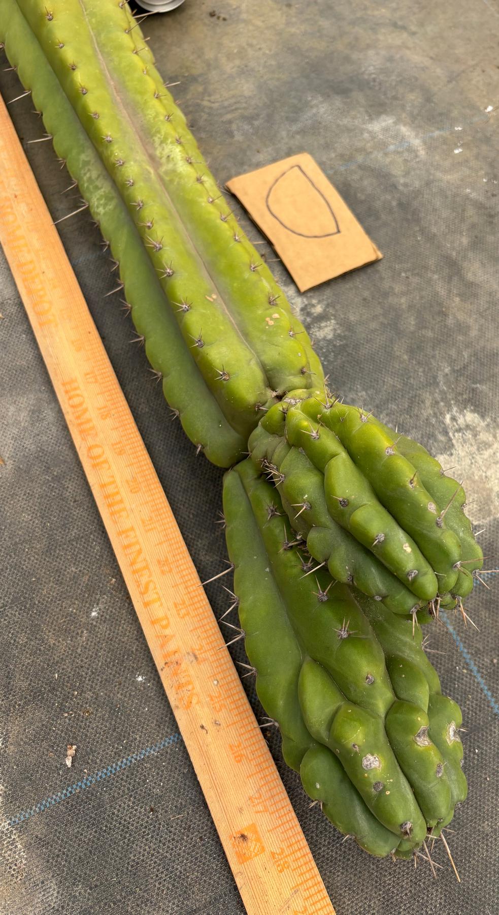 #EC169 EXACT Trichocereus Pachanoi Monstrose TPM Cactus TLC Cuttings A-J-Cactus - Large - Exact-The Succulent Source